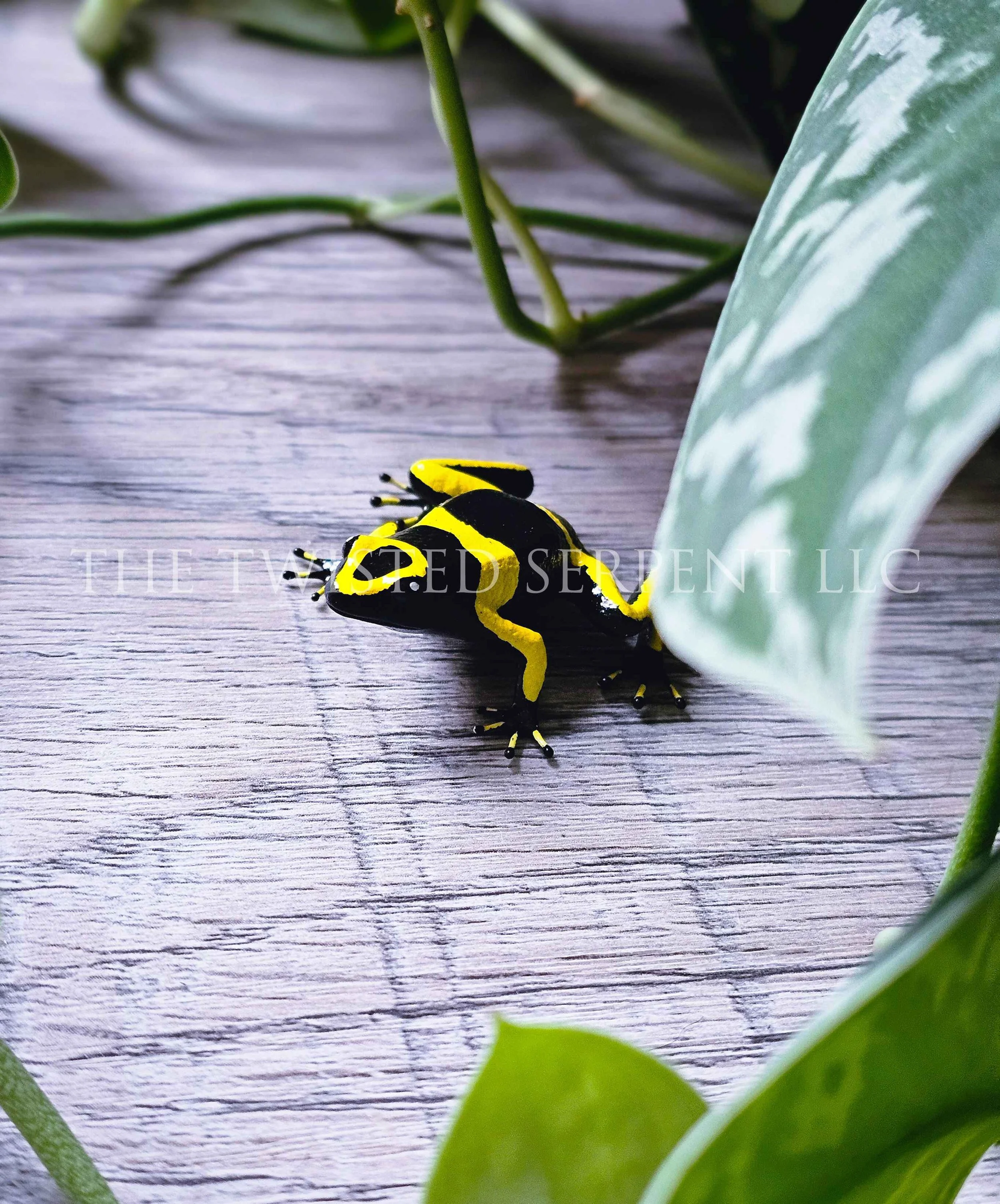 Yellow-Banded Dart Frog - Tabletop
