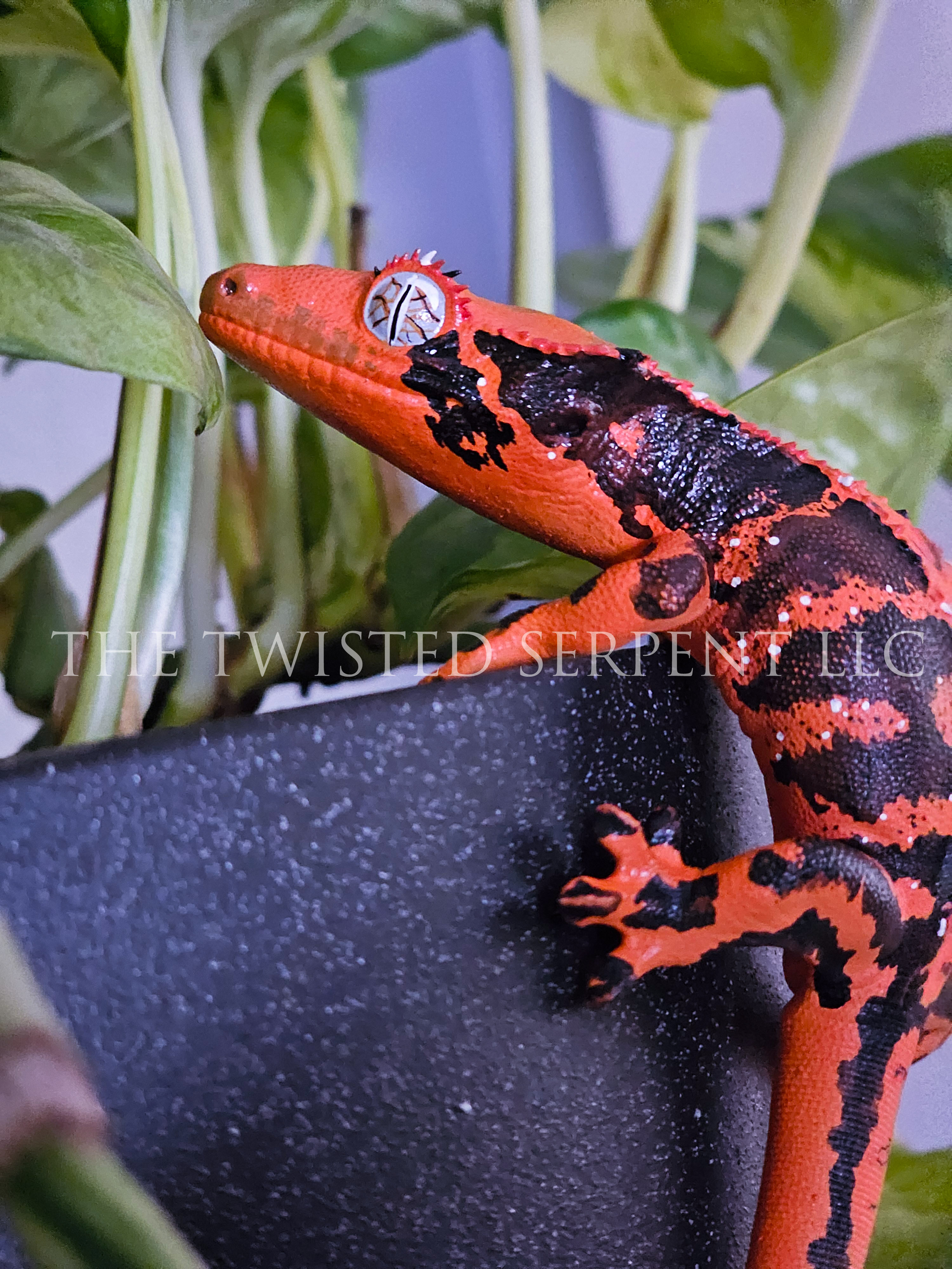 Halloween Crested 1.png