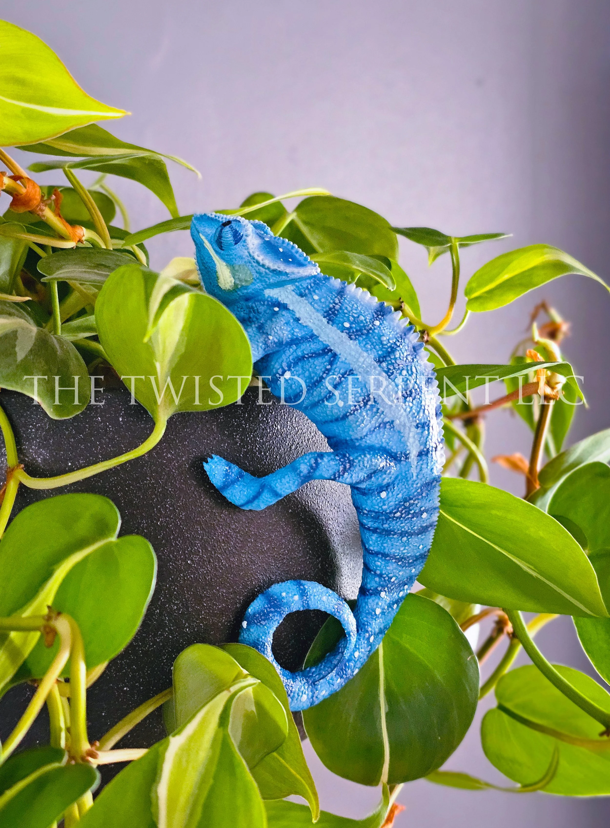 Blue 'Nosy Be' Panther Chameleon 1.jpg
