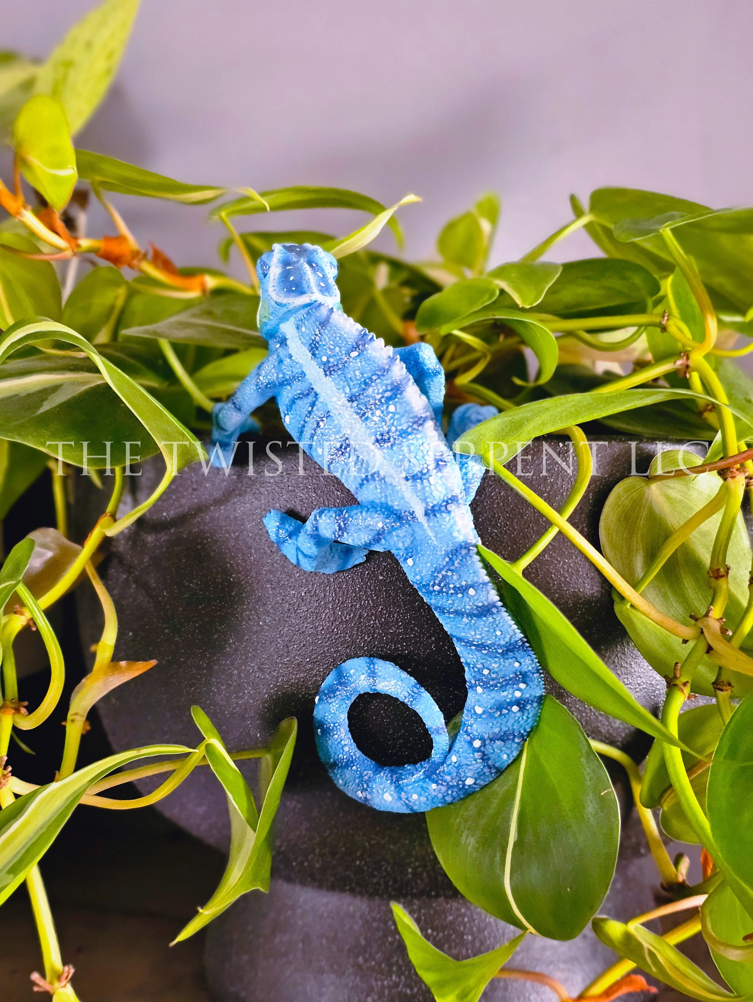 Blue 'Nosy Be' Panther Chameleon 2.jpg