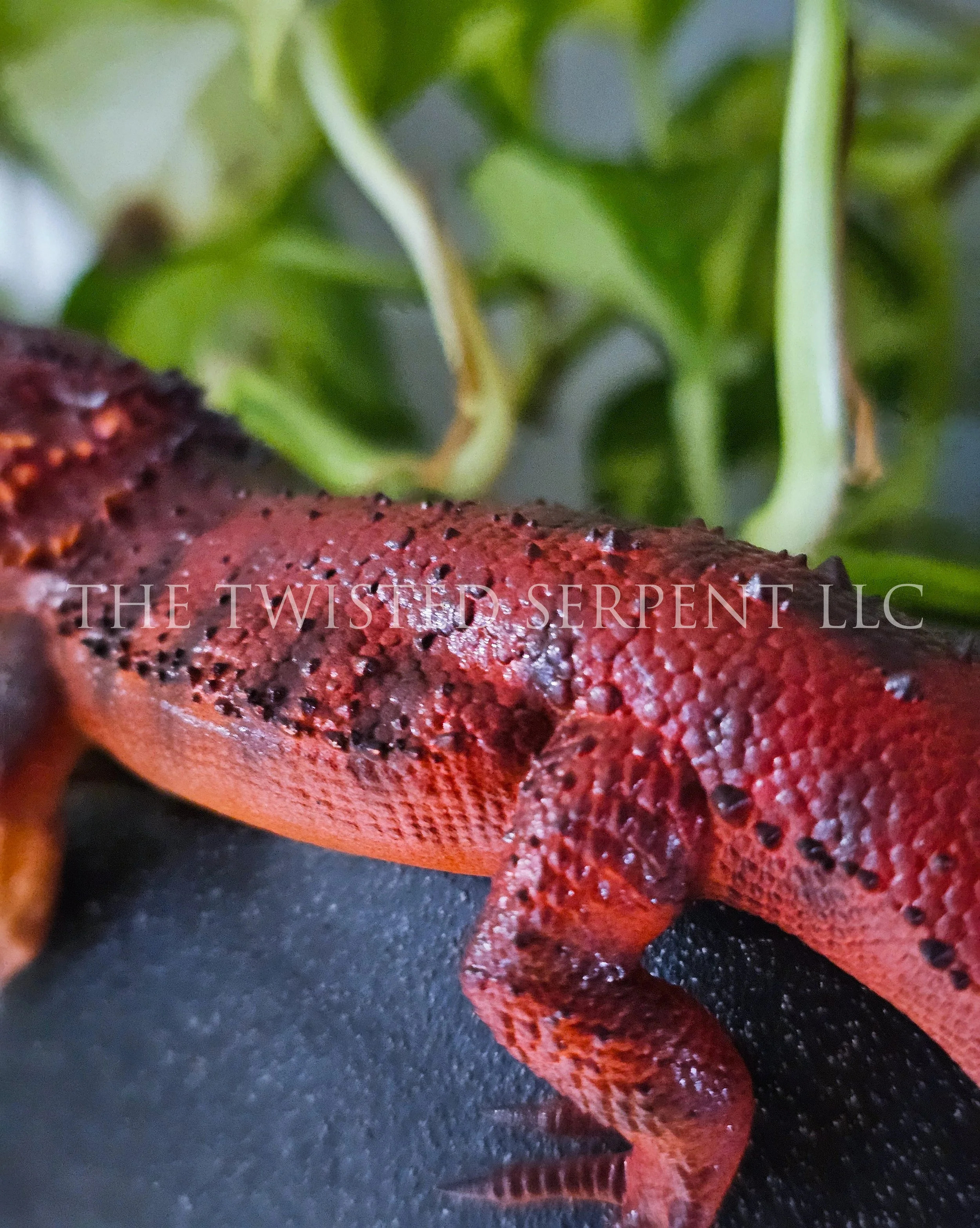Red Bearded Dragon (1).jpg