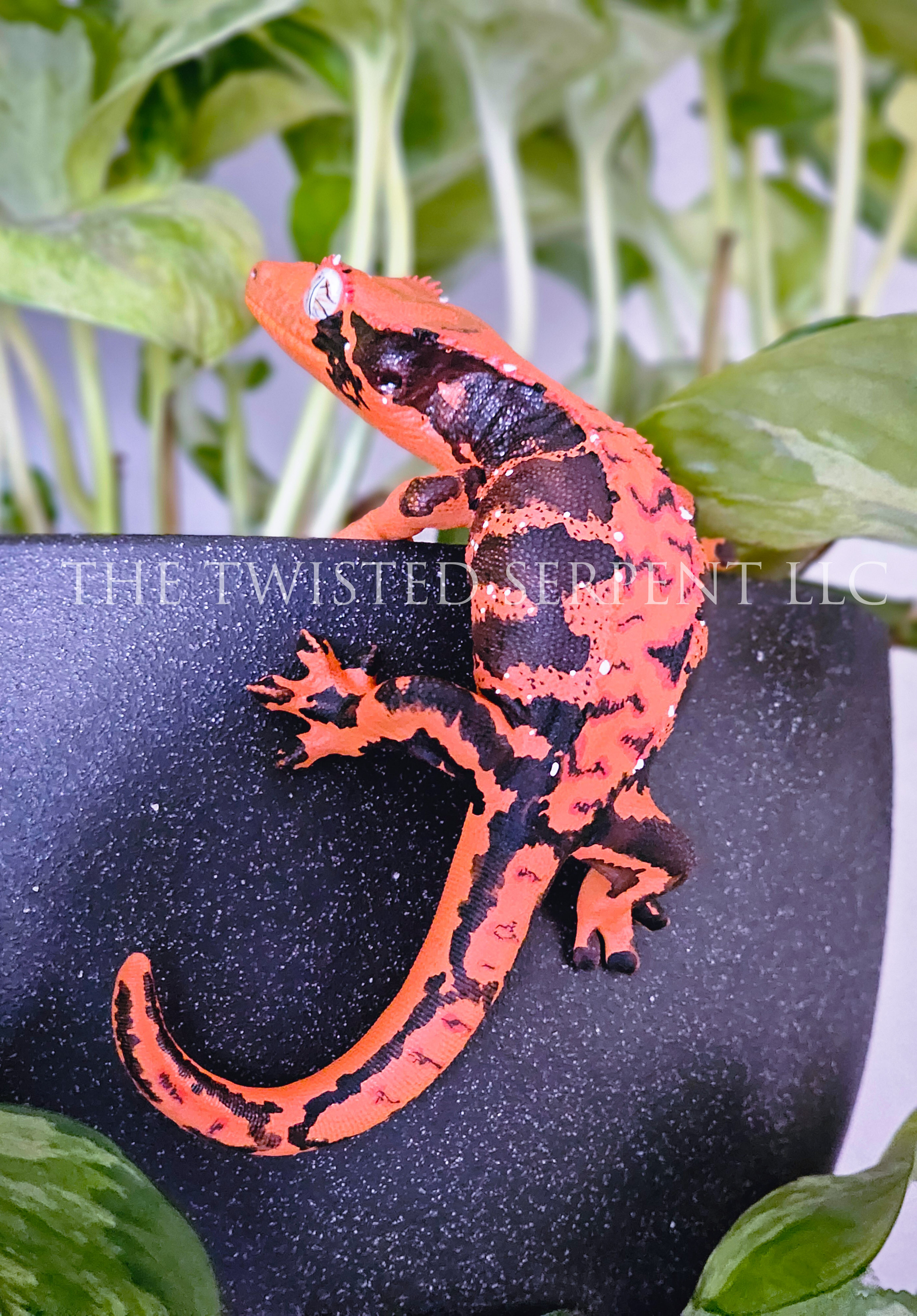 Halloween Crested 2.png