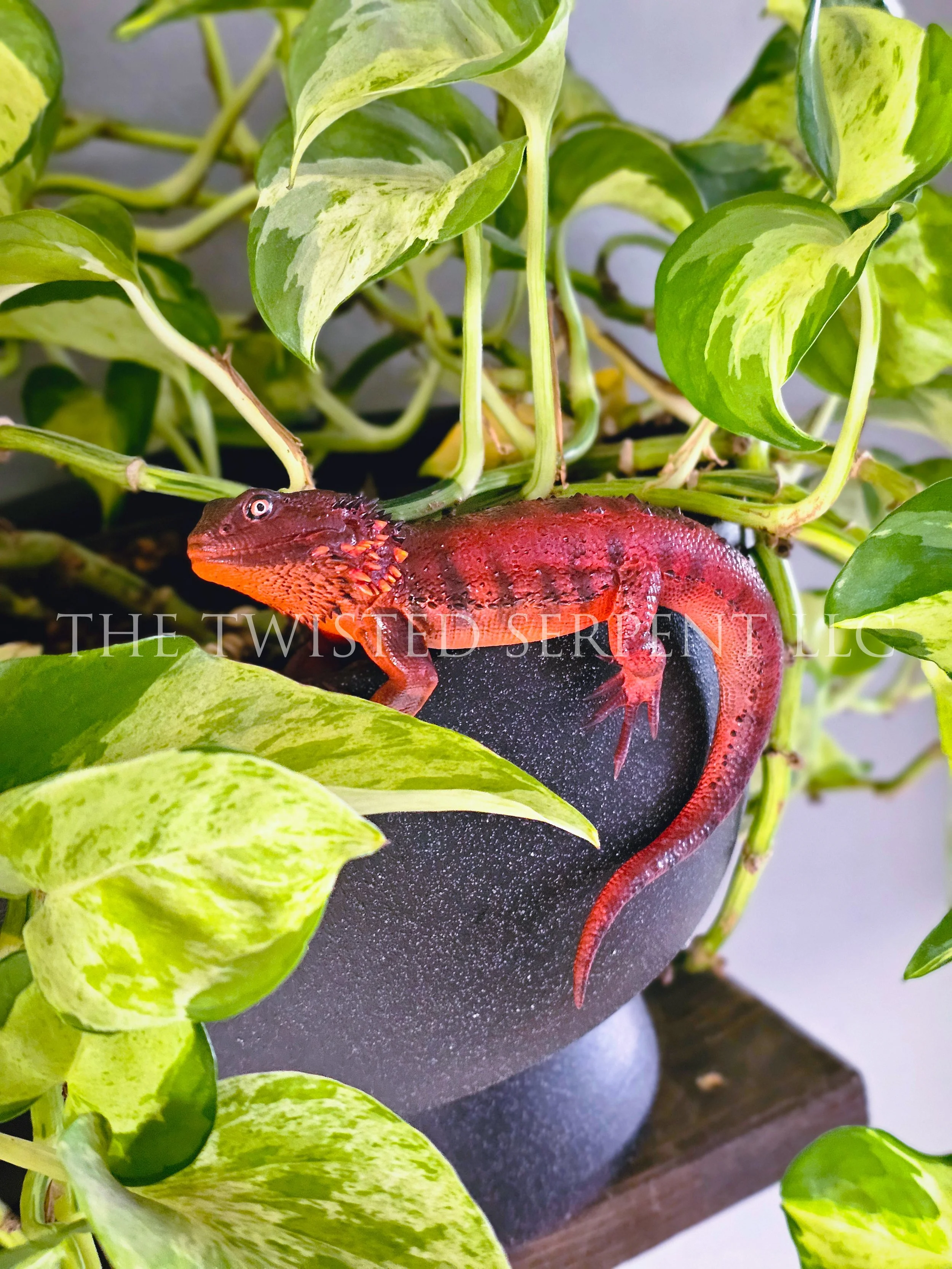 Red Bearded Dragon (2).jpg