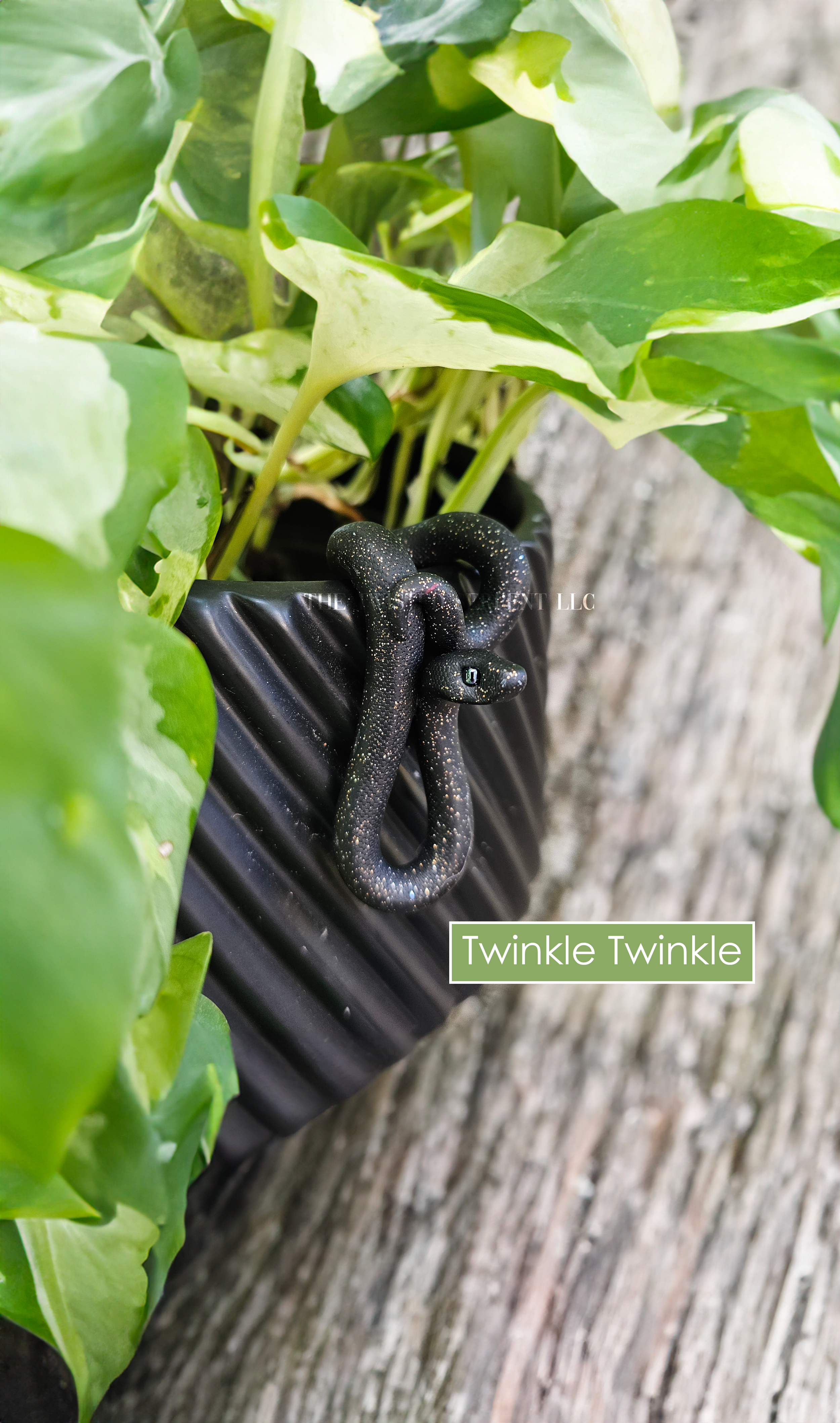 Twinkle Twinkle.png