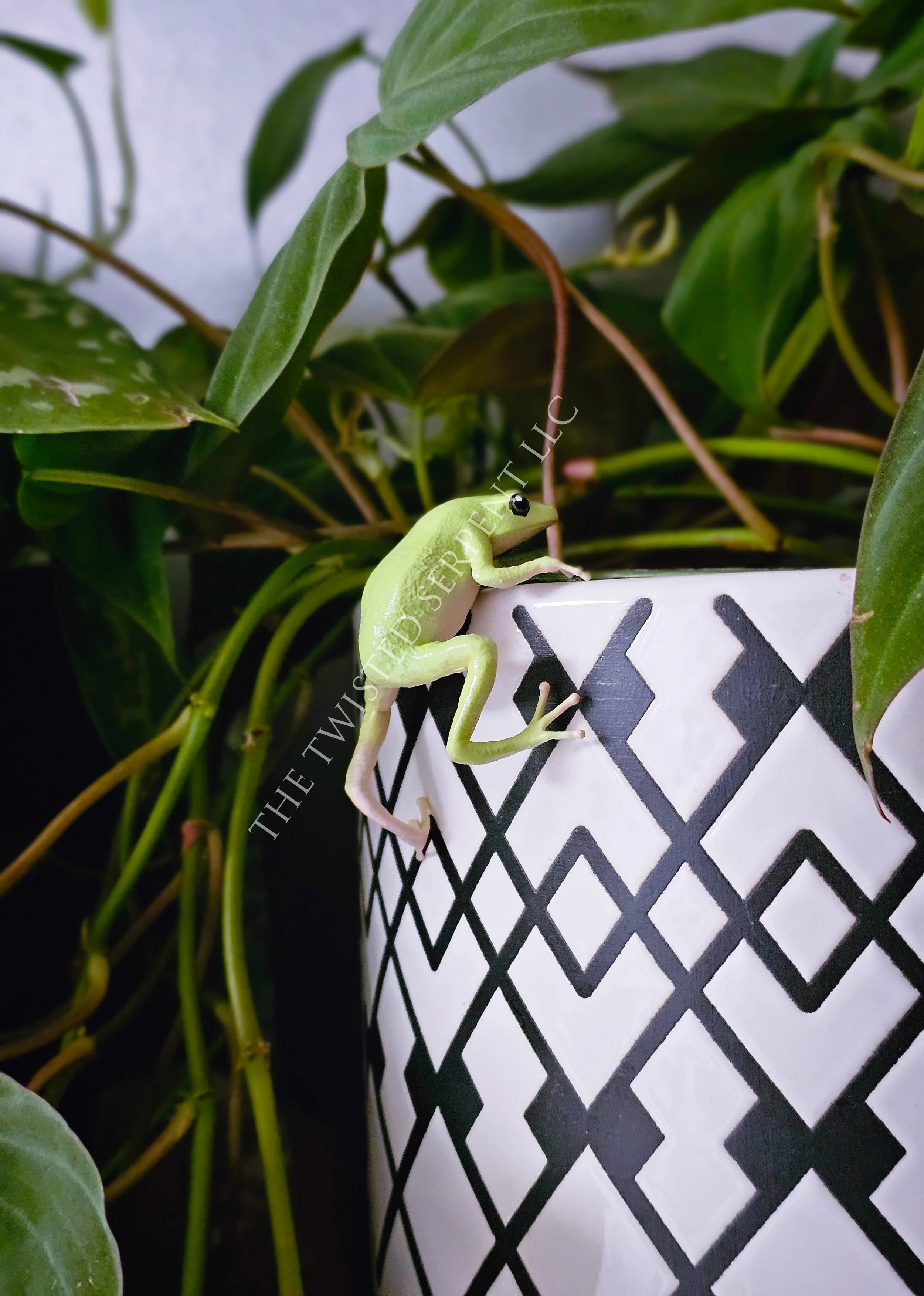 White Tree Frog - $50.jpg