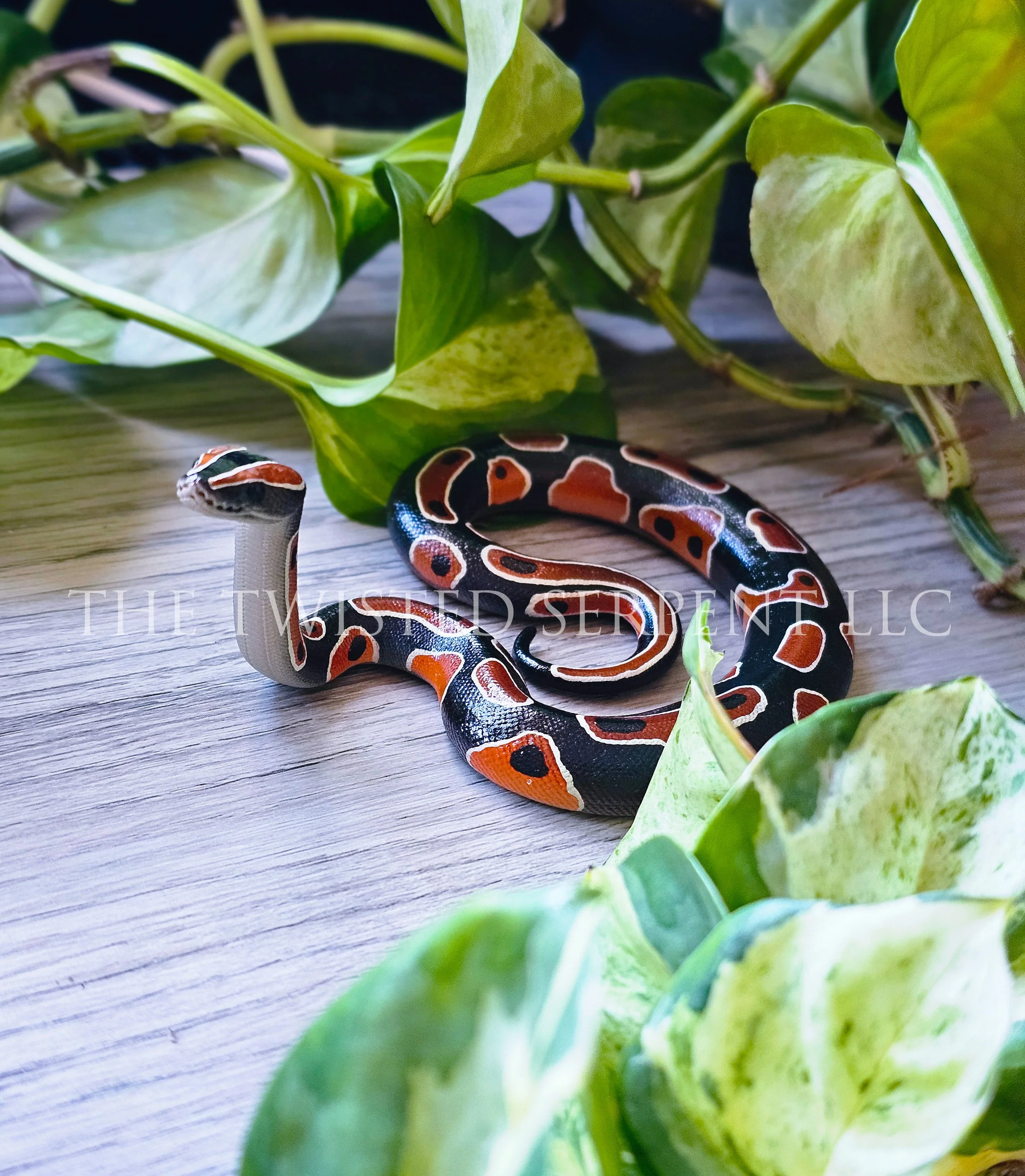 Periscope Pal - Normal Ball Python