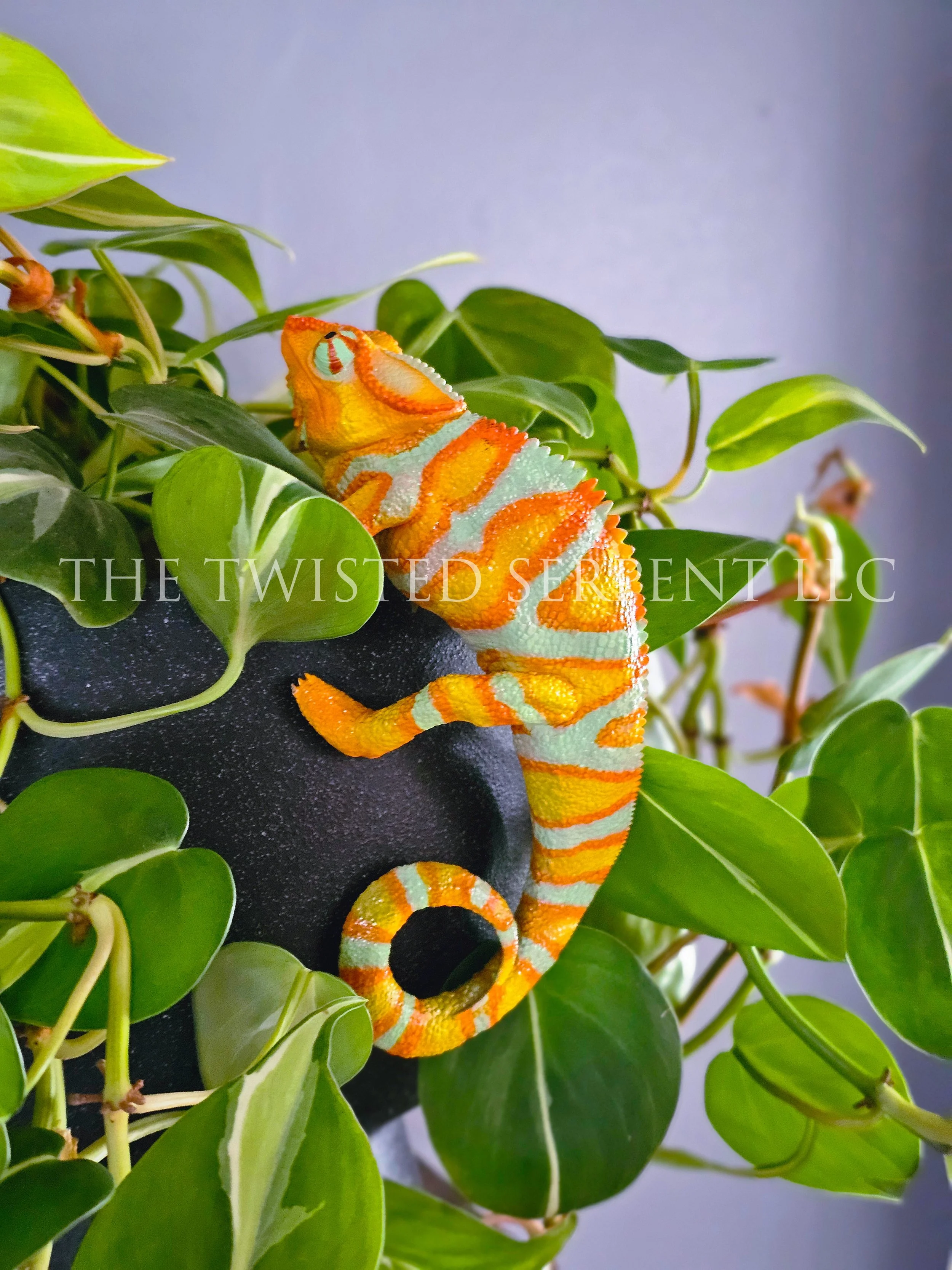 Tangerine Orange Panther Chameleon 4.jpg