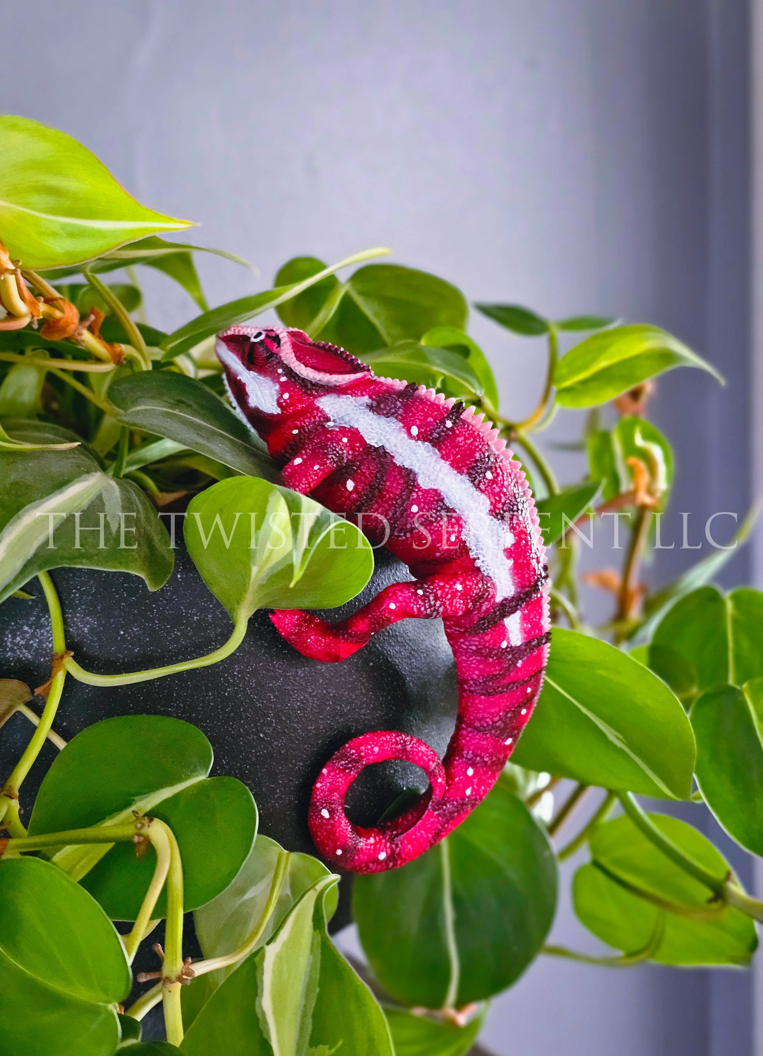 Ankaramy Red Panther Chameleon 3.jpg