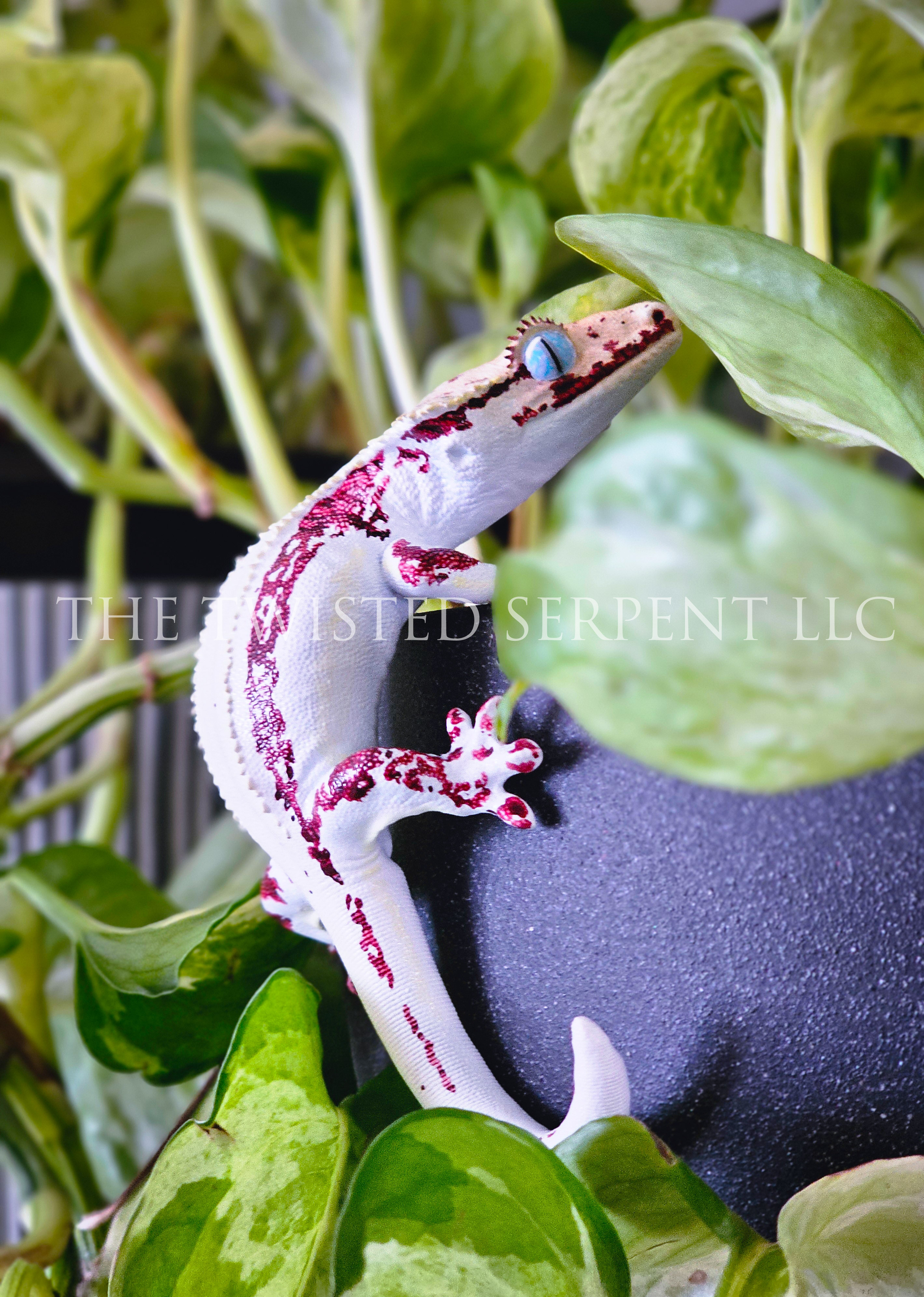 High White Red Lilly White 2.png