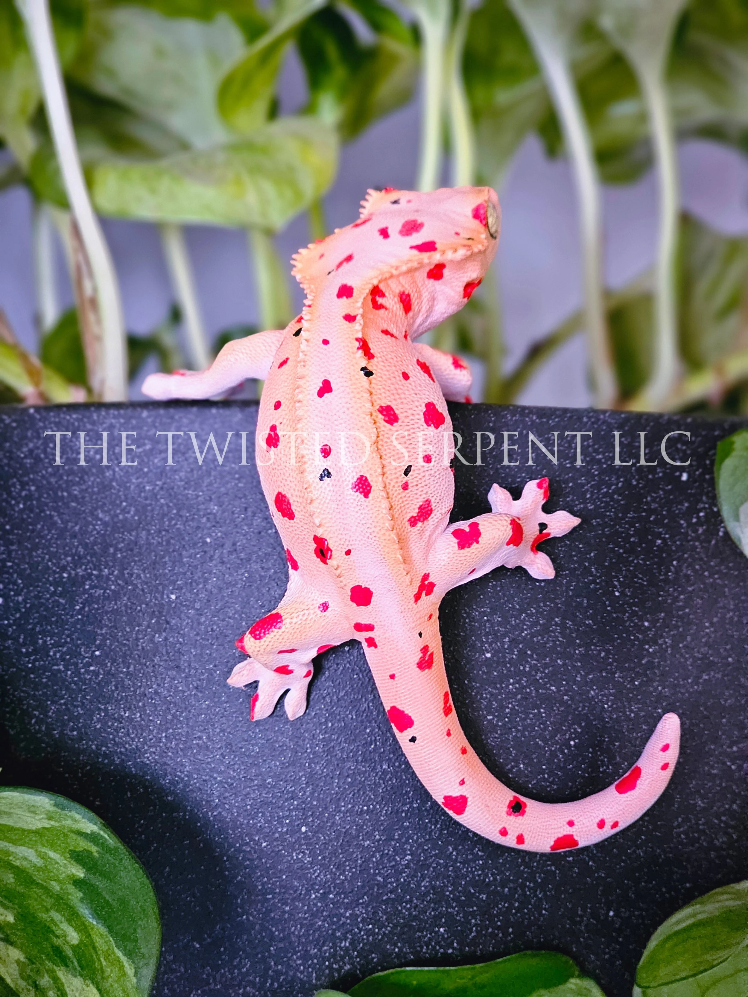 Mardi Gras Crested (4).jpg