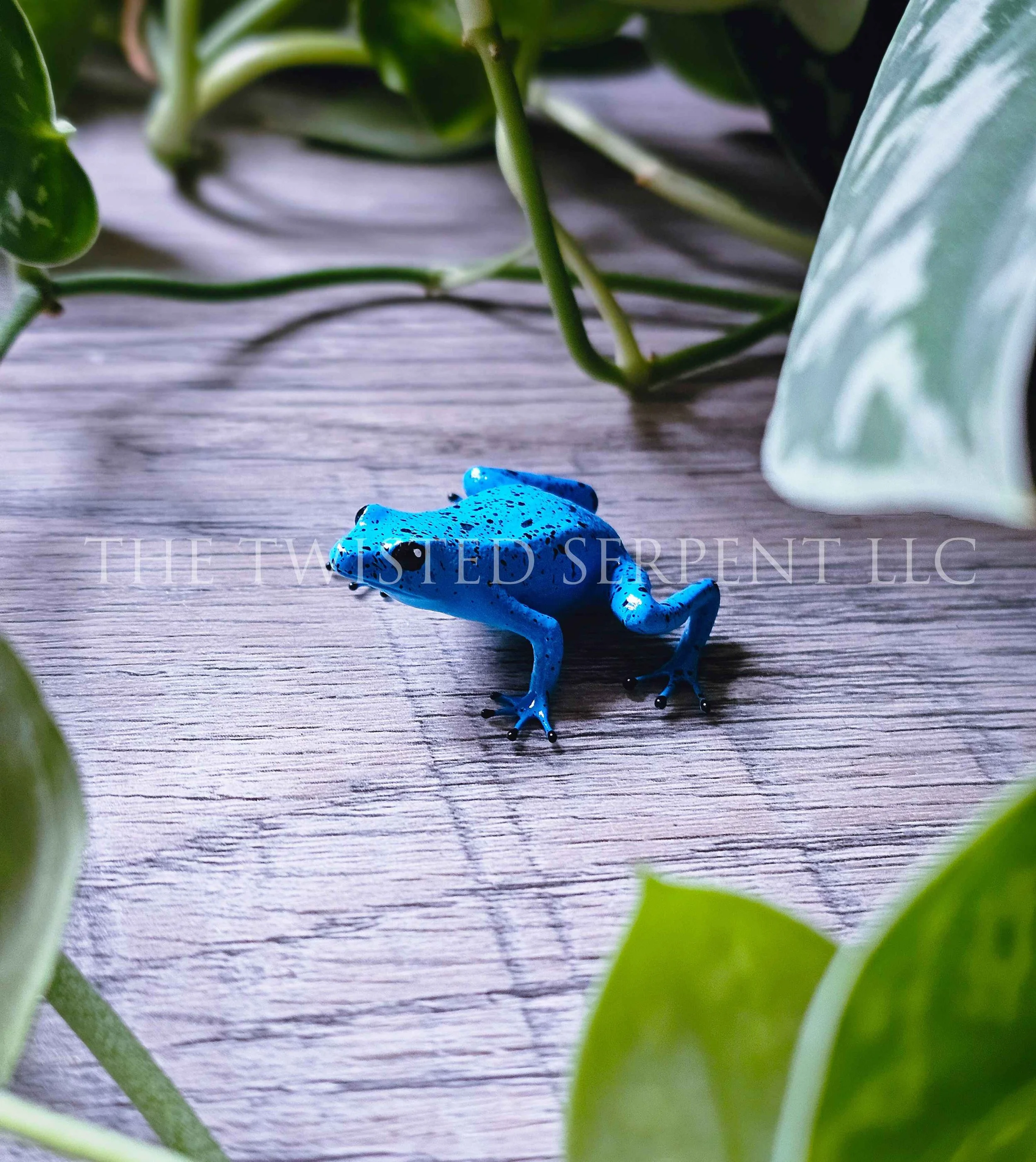Blue Azureus Dart Frog - Tabletop