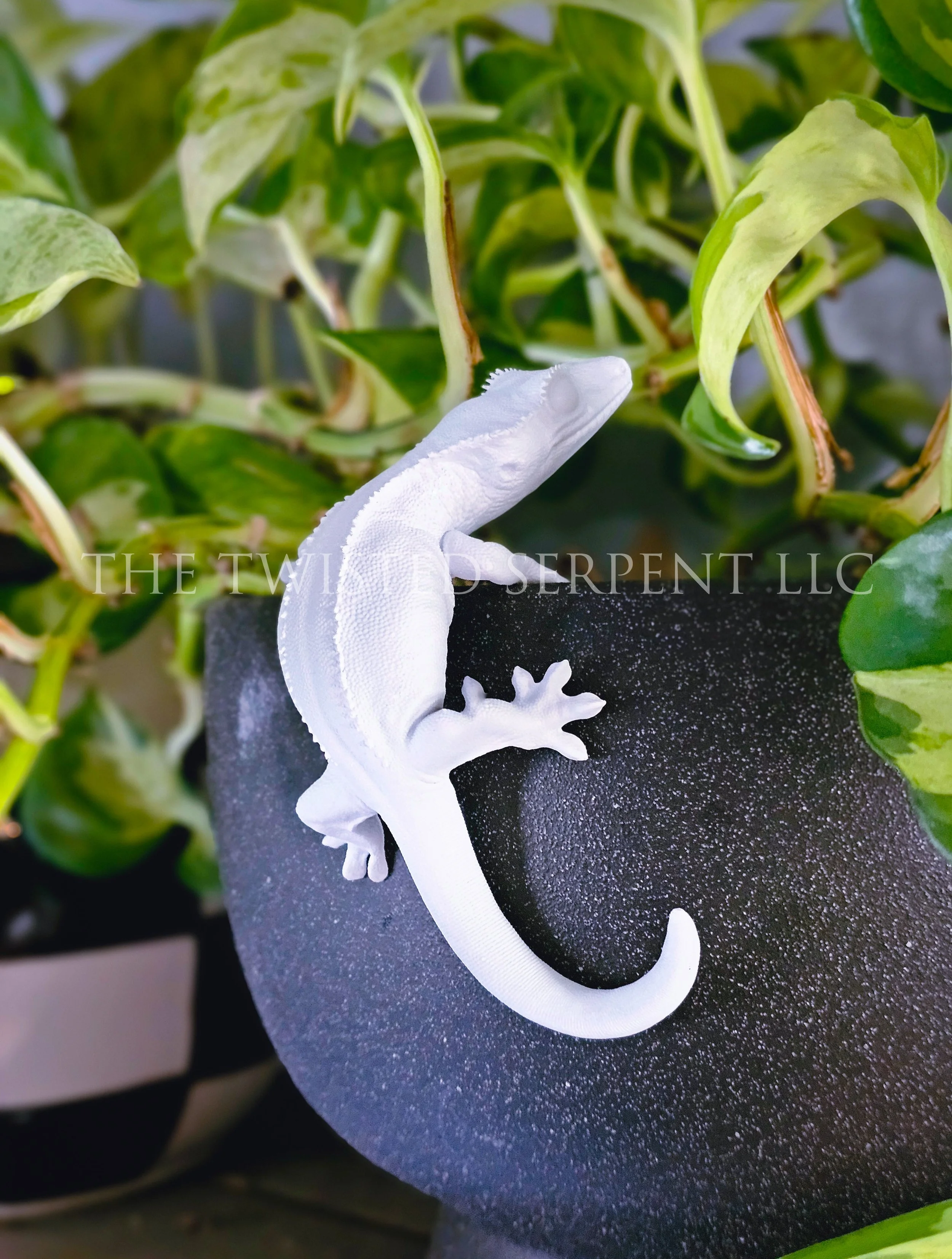 PIY Crested 2.jpg
