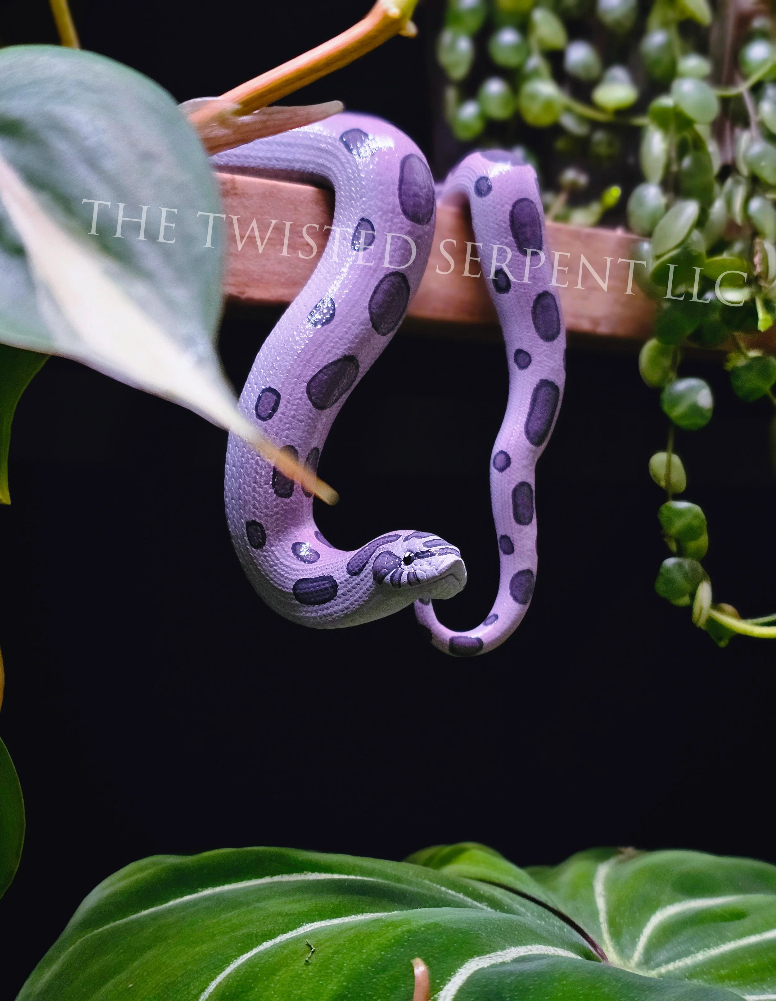 Hognose Shelf Sitter