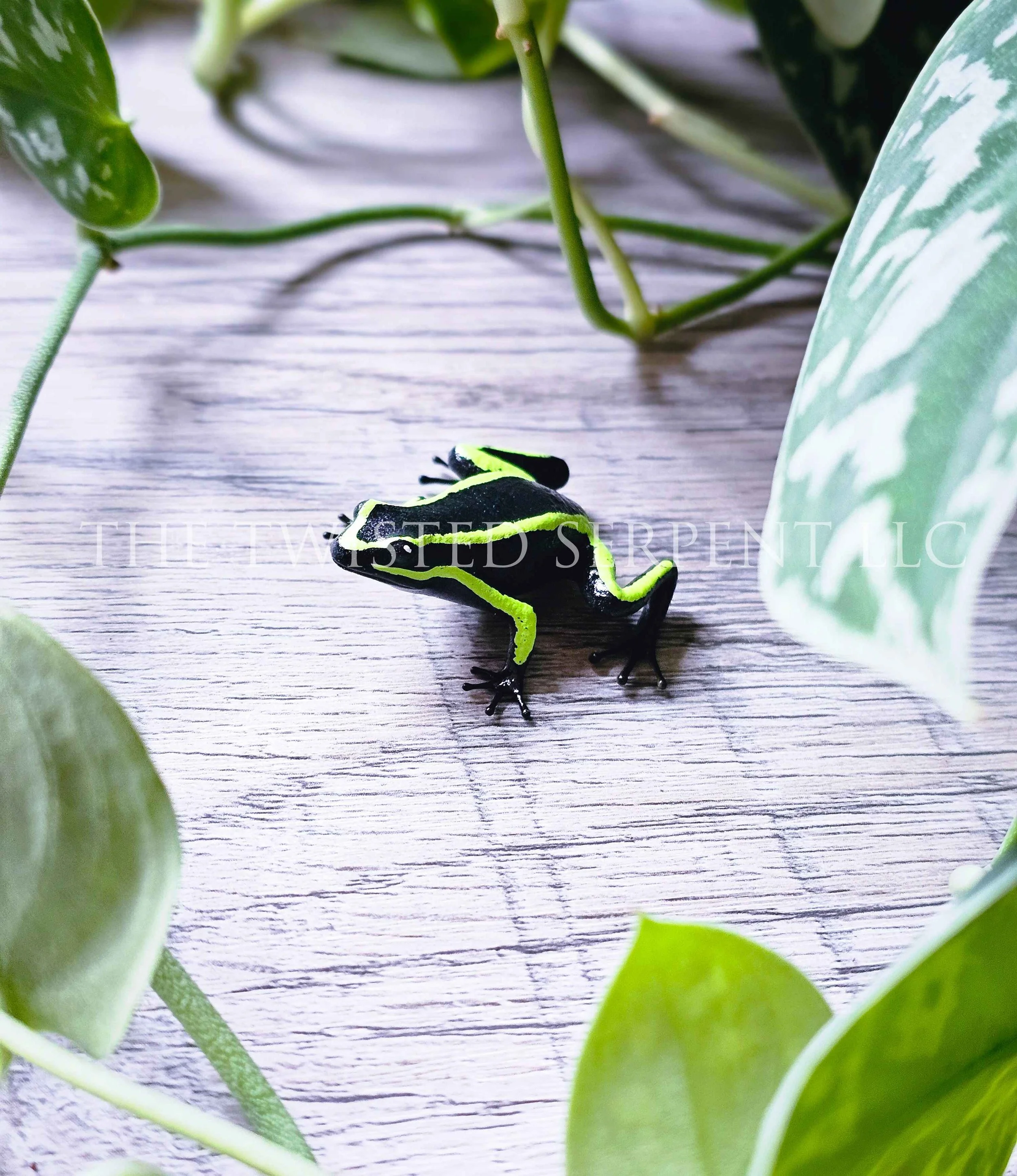 Three-Striped Poison Frog - Tabletop