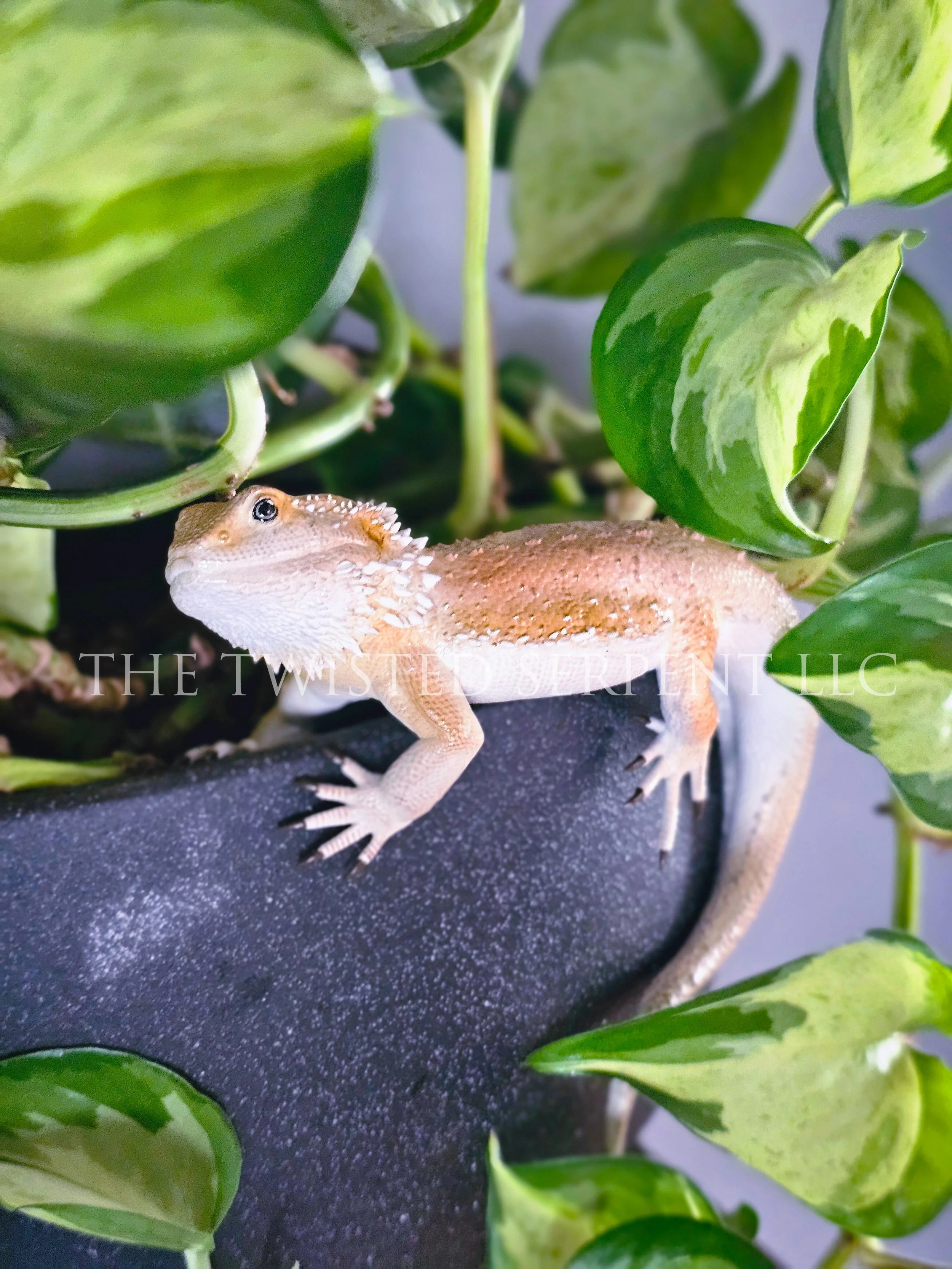 Bearded Dragon