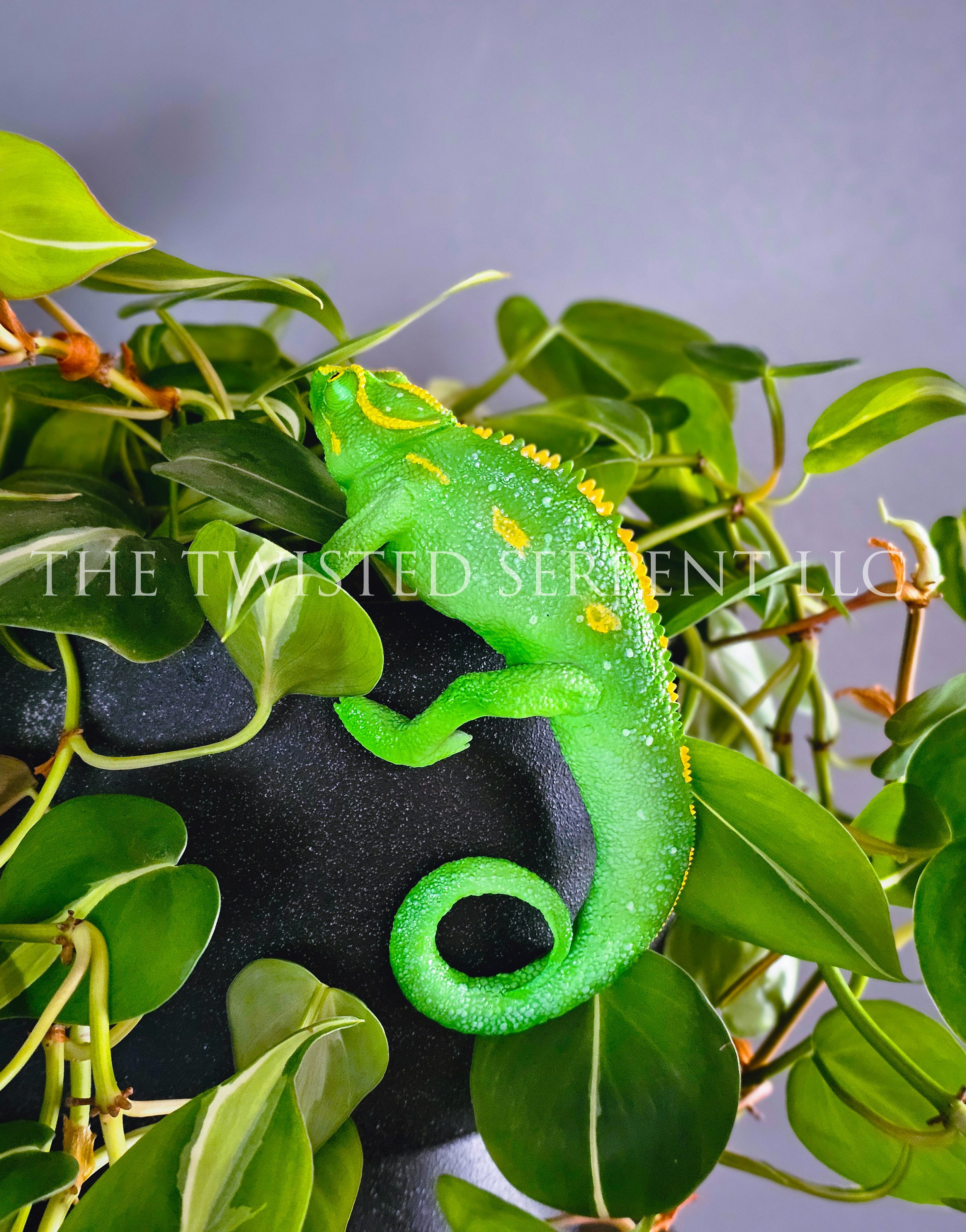 Indian Green Panther  Chameleon 3.jpg