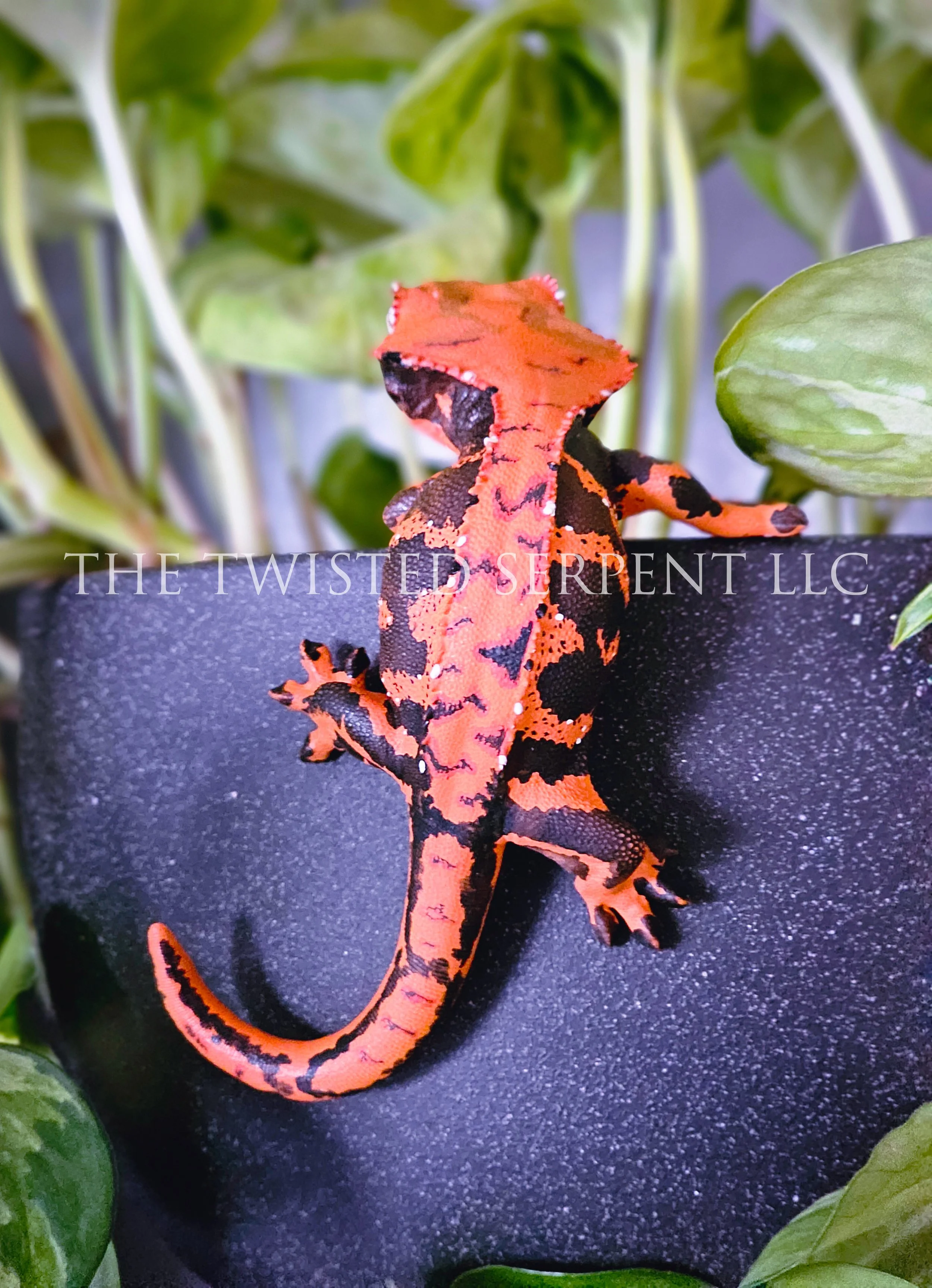 Halloween Crested (4).jpg