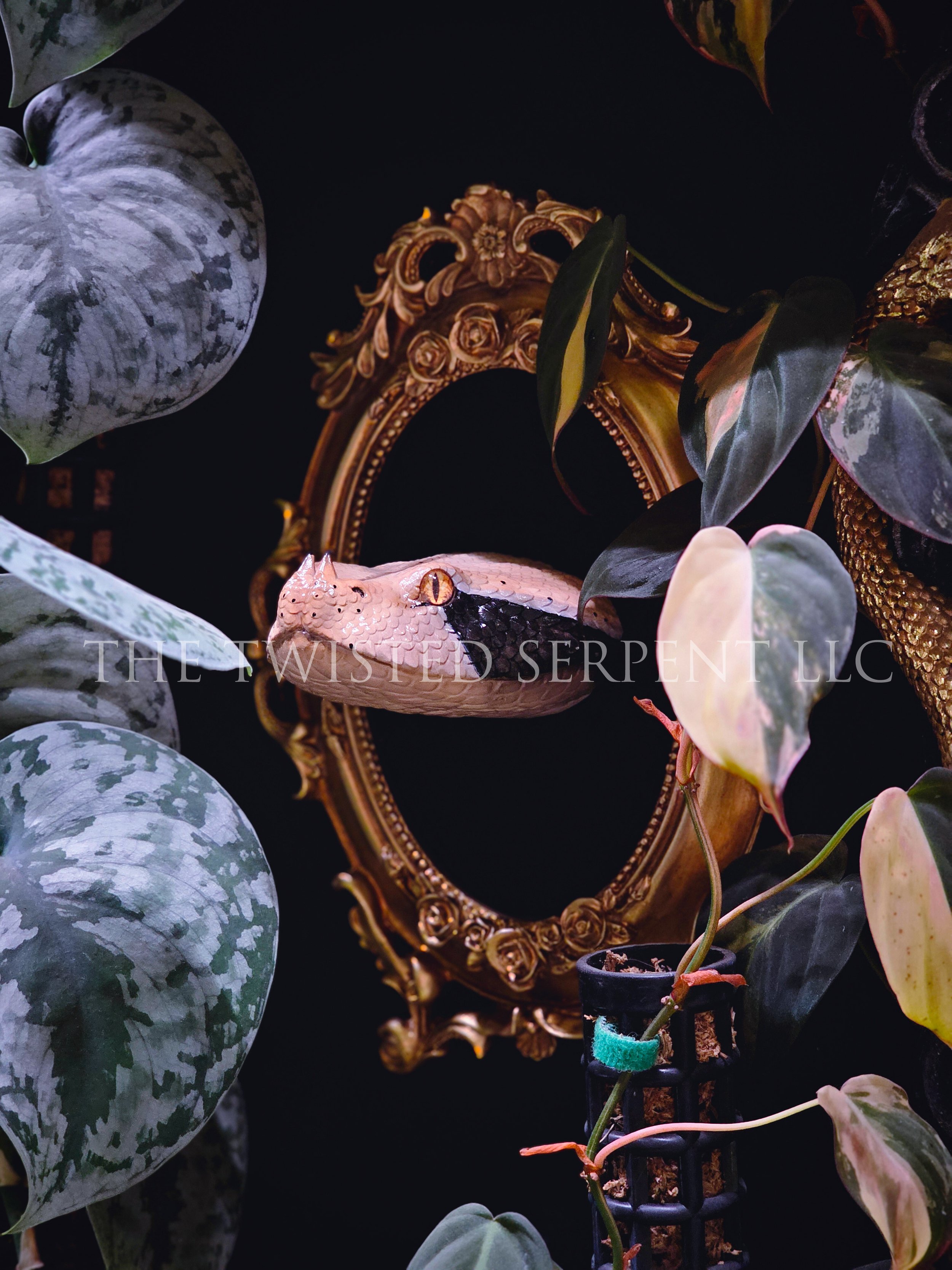 PRE ORDER | Gaboon Viper Bust