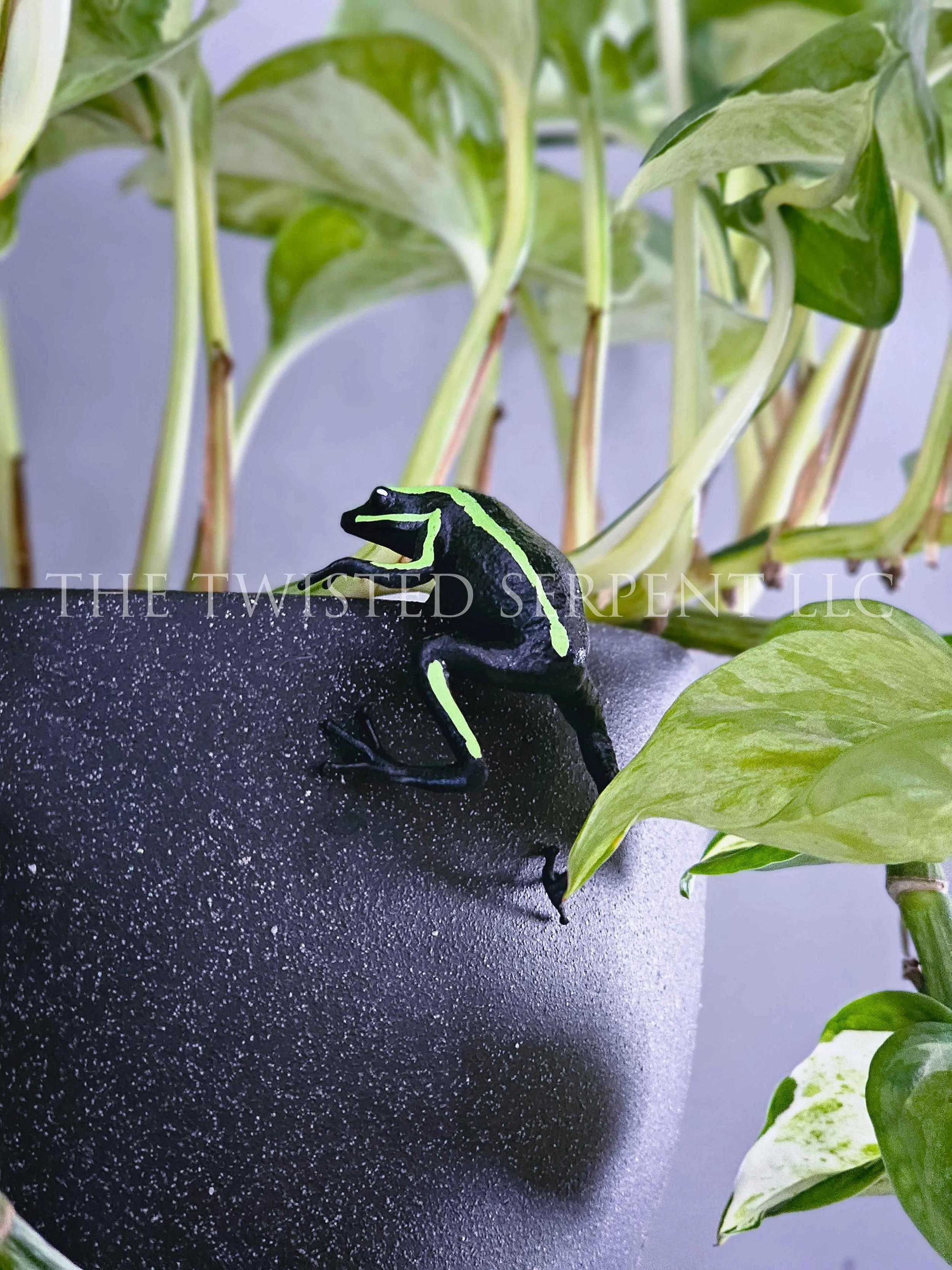 Three-Striped Poison Frog - Pot Pal