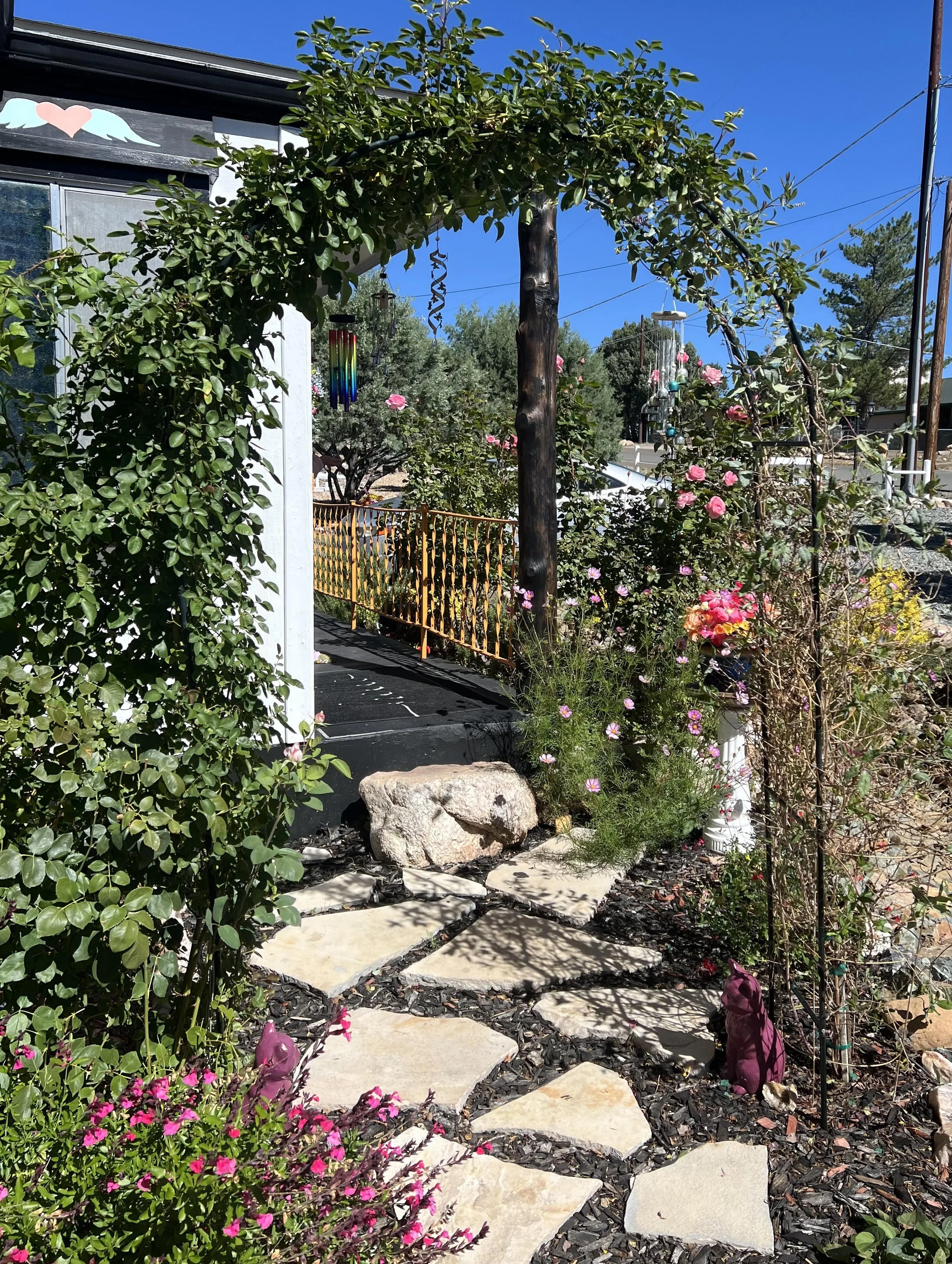 a thrown away rose trained to merge with the honeysuckle