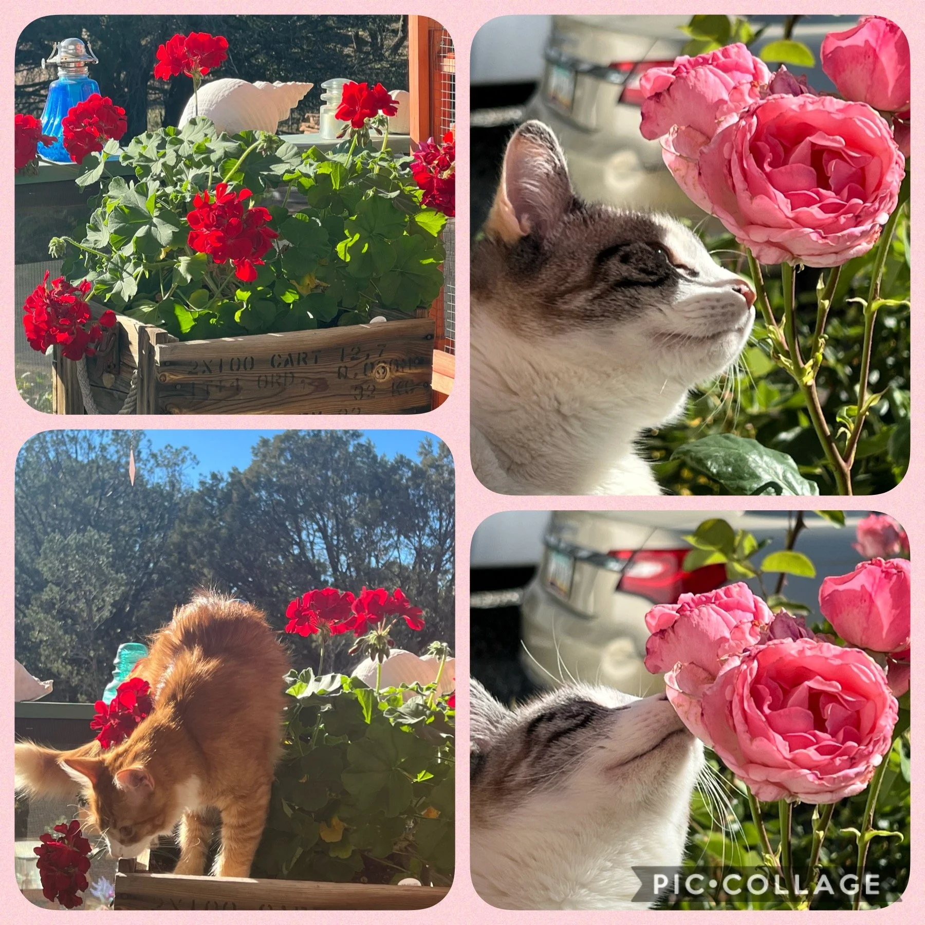 cats enjoying flowers I grew