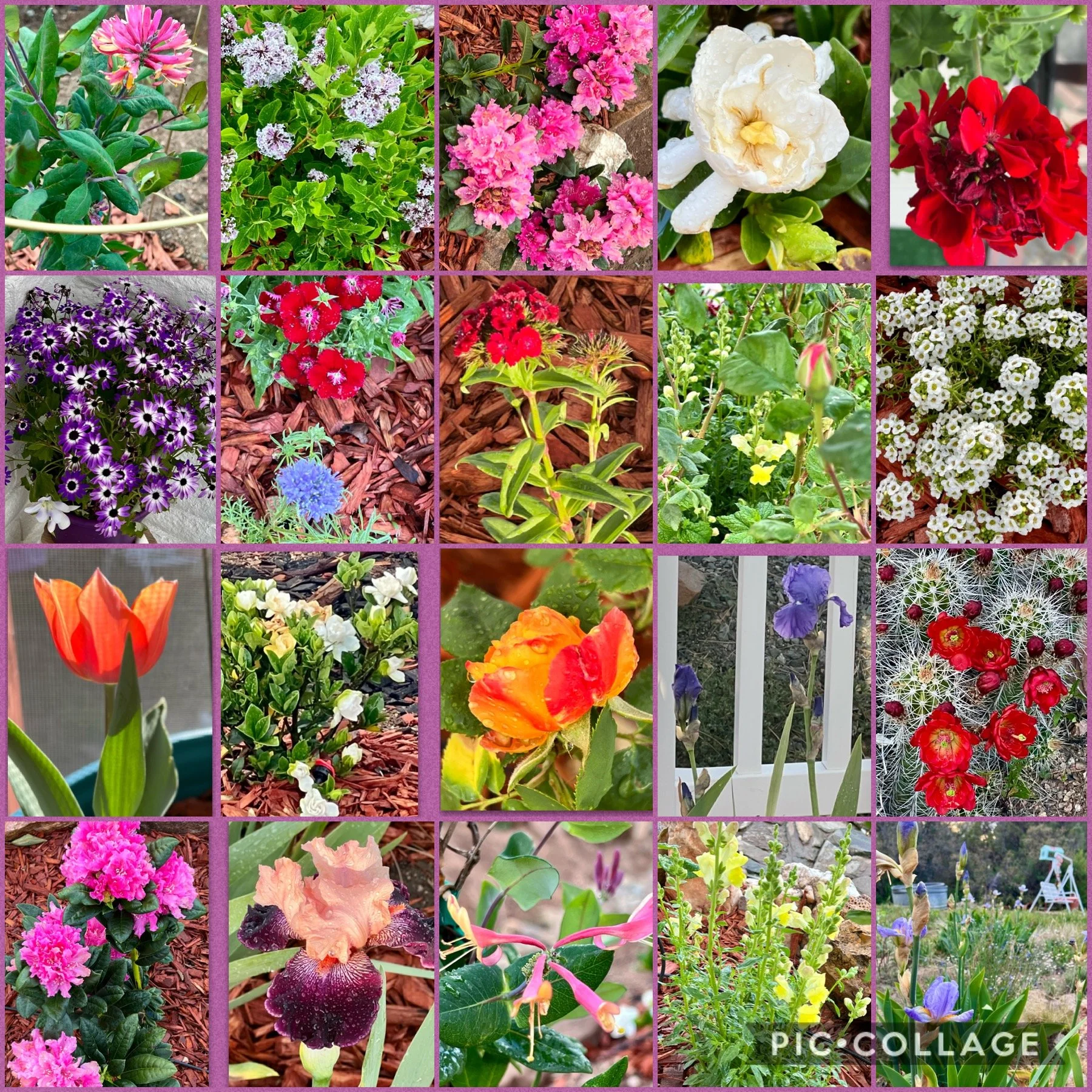 flowers I've grown here in Prescott, AZ