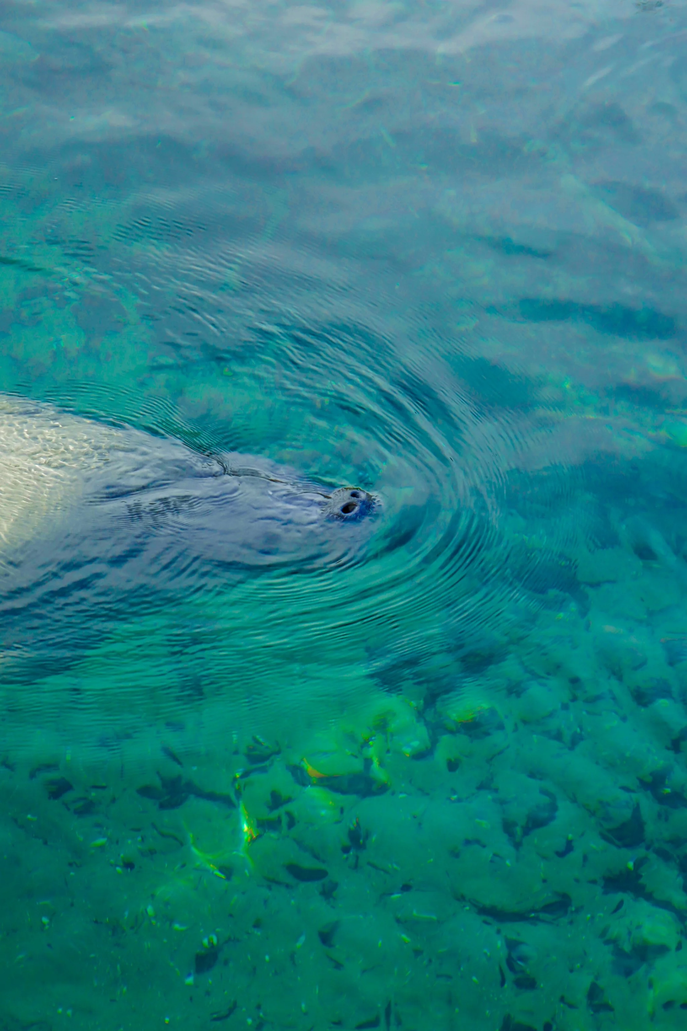 Manatee Nose