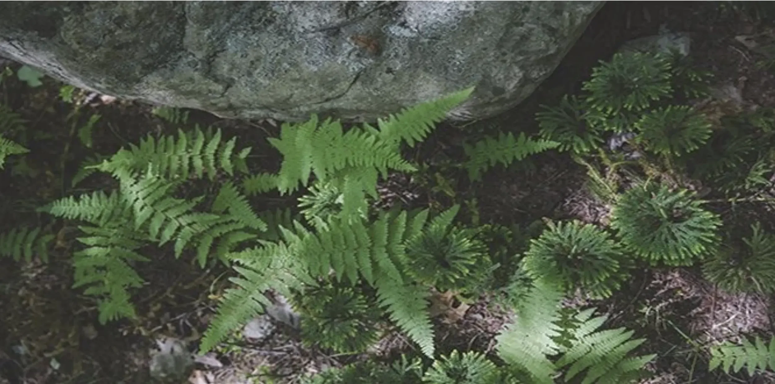 Green fern plants growing near a rock in a natural forest setting.