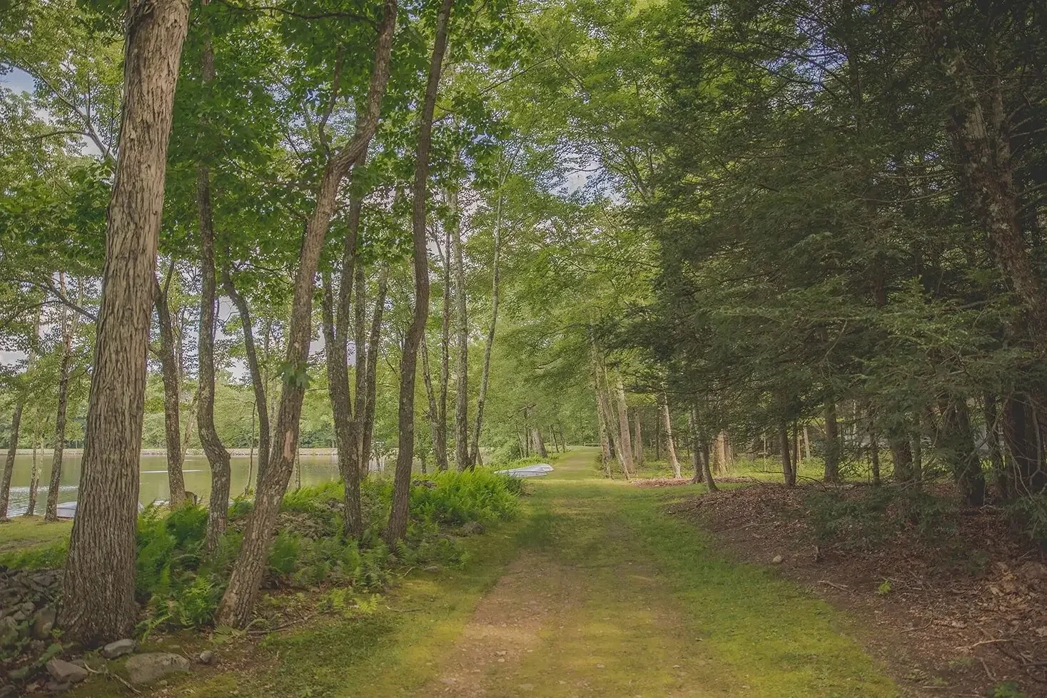 A trail through a green, wooded area near a body of water with trees on both sides.