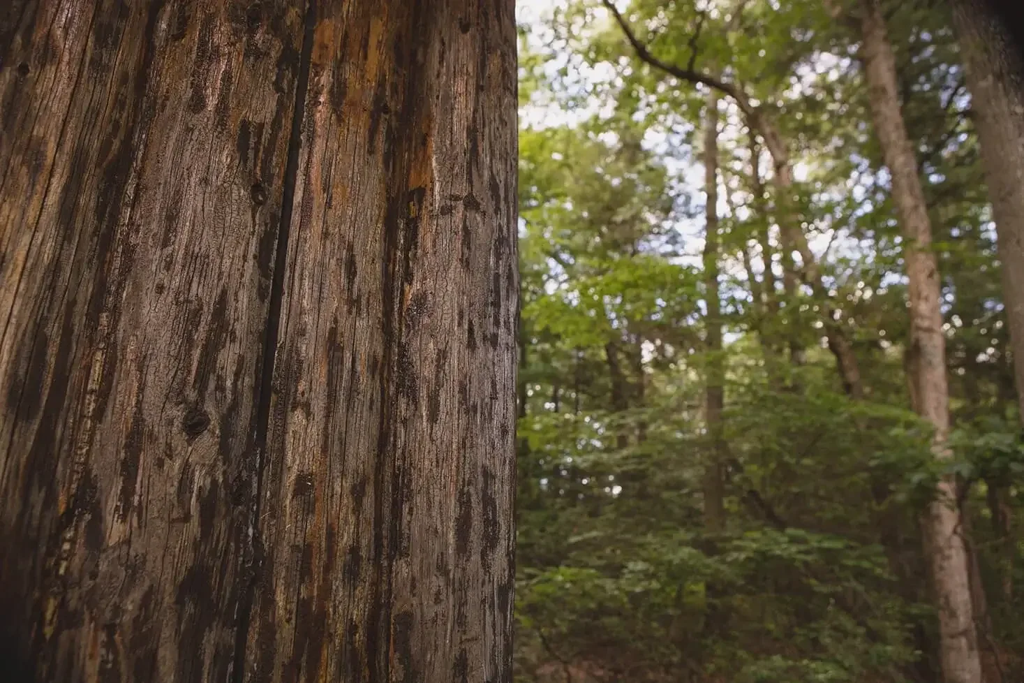 Close-up of a tree trunk with a forest background.