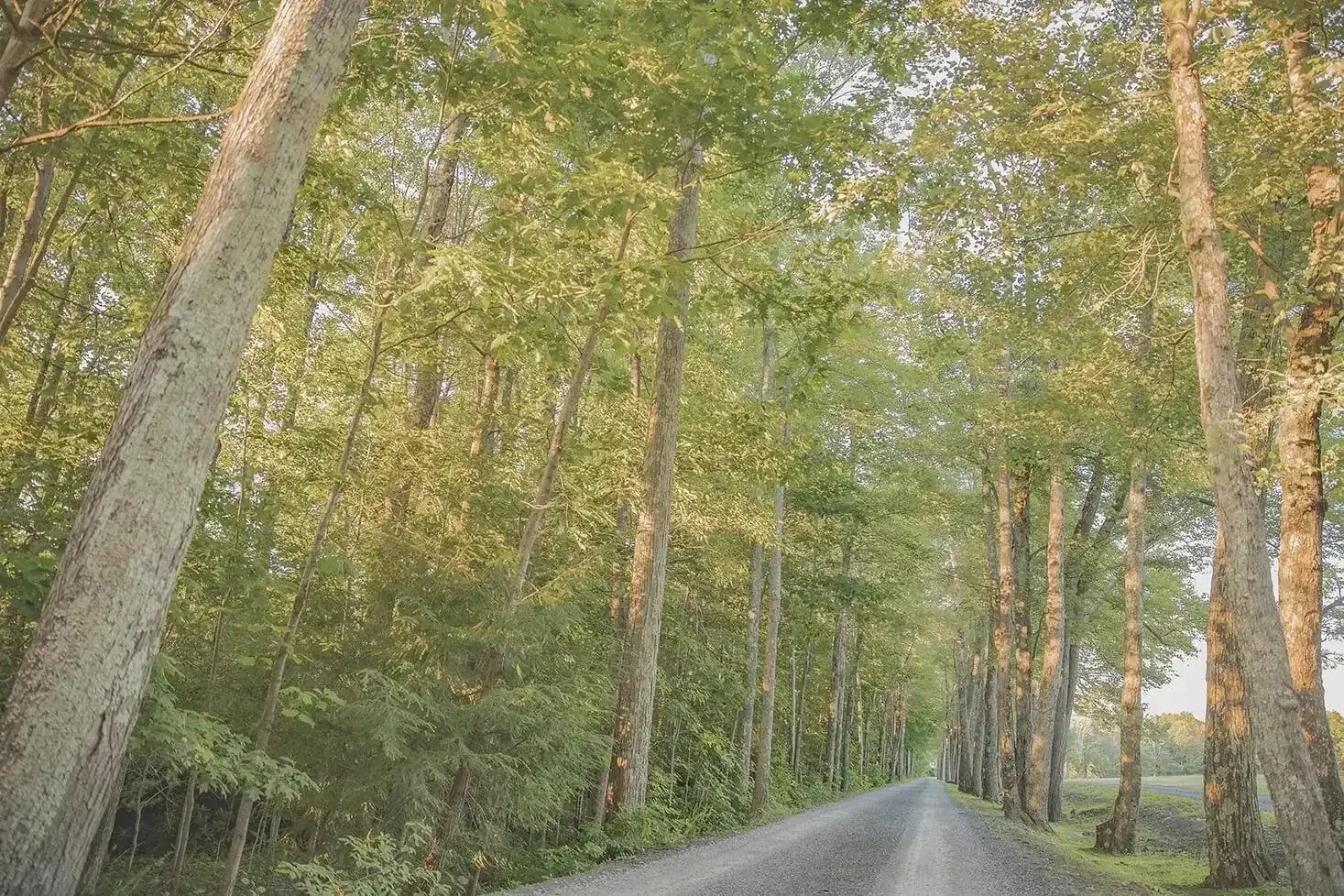 A gravel country road lined with tall trees on both sides, with green foliage and some sunlight visible through the leaves.