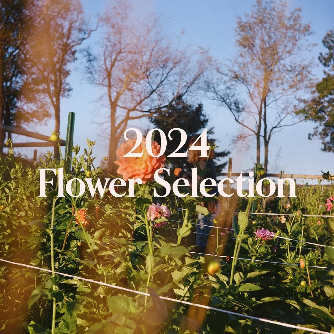 We&rsquo;ve been busy at the farm. While some of our blooms have just started to open, our high season really begins in August and goes through mid-October. It&rsquo;s short and sweet. 

Where we are: We&rsquo;re located 5 minutes from Callicoon, NY 
