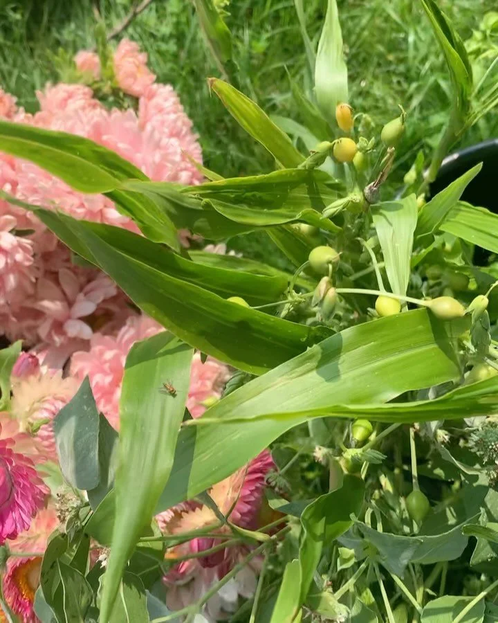 We love working with DIY couples. Buckets of flowers in warm tones of pink and orange for Ash &amp; Dave&rsquo;s wedding celebration this past Saturday. 
#flowerfarm #DIY #floraldesign #weddingflowers #floristfarmer #flowers