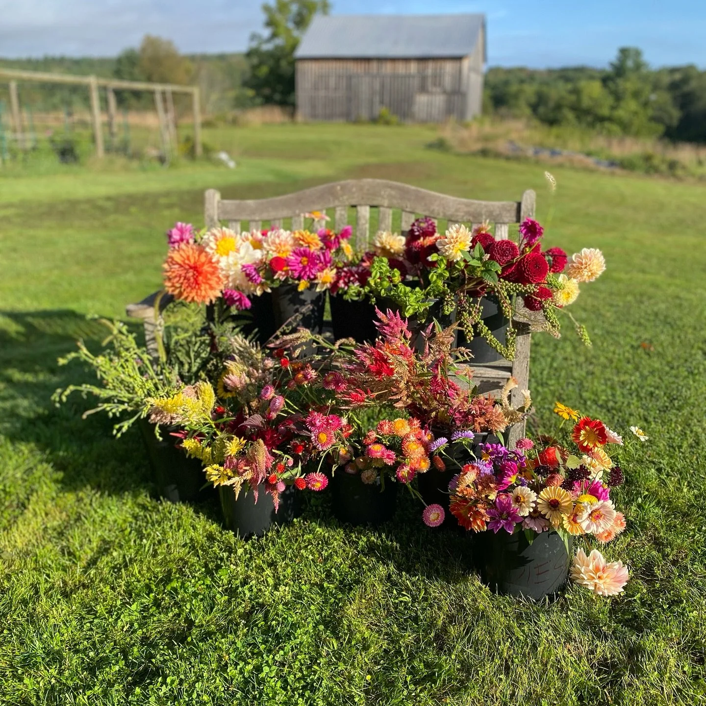 We had such a great response to our flowers last weekend, thank you to everyone who stopped by. Our flower cart will be back today outside of @blackwalnutcatskills. See you there!

Friday 5pm-7:30pm &amp; Sunday 9:30am-12noon 
#flowerfarm #locallygro