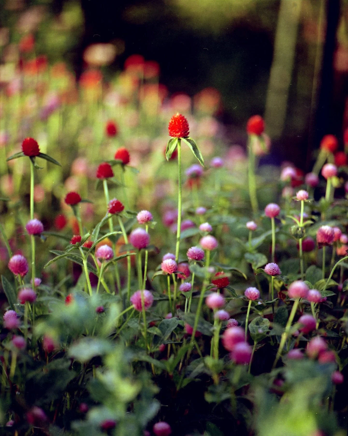 A new one in our garden this season: Gomphrena

 📸 @giomakesithappen 

#flower_daily #instaflowers #flora #flowerlovers #flower #flowerfarm #localflowers #grownnotflown #cutflowers #farmerflorist #florals #garden #gomphrena