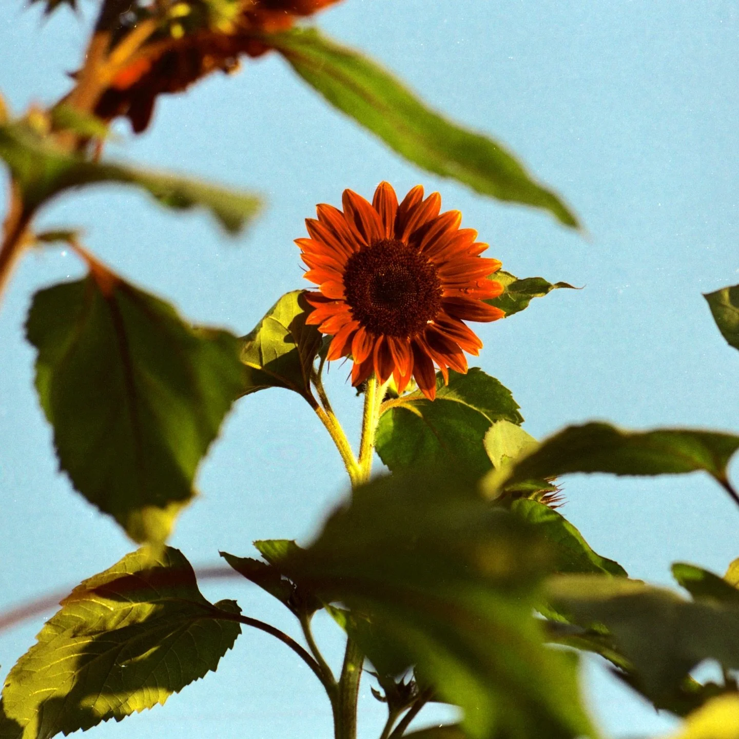 Sunflowers never disappoint

 📸 @giomakesithappen 

#flower_daily #instaflowers #flora #flowerlovers #flower #flowerfarm #localflowers #grownnotflown #cutflowers #farmerflorist #florals #garden #sunflower