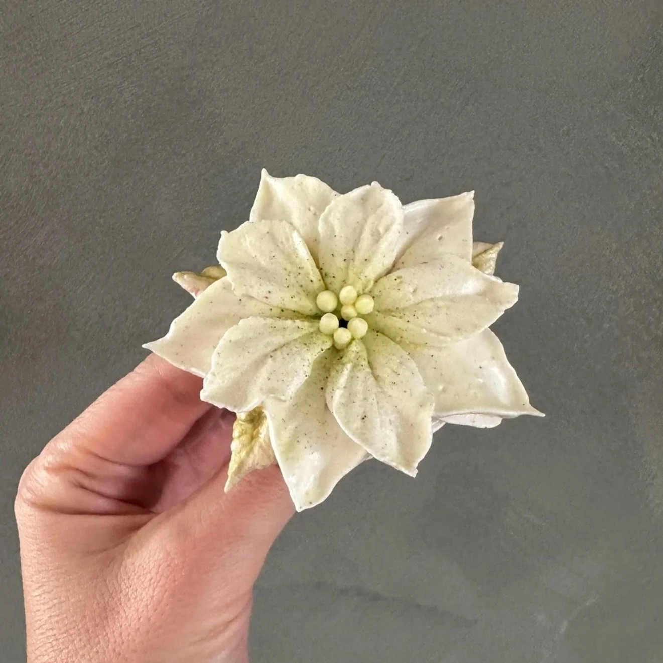 white zefir poinsettia