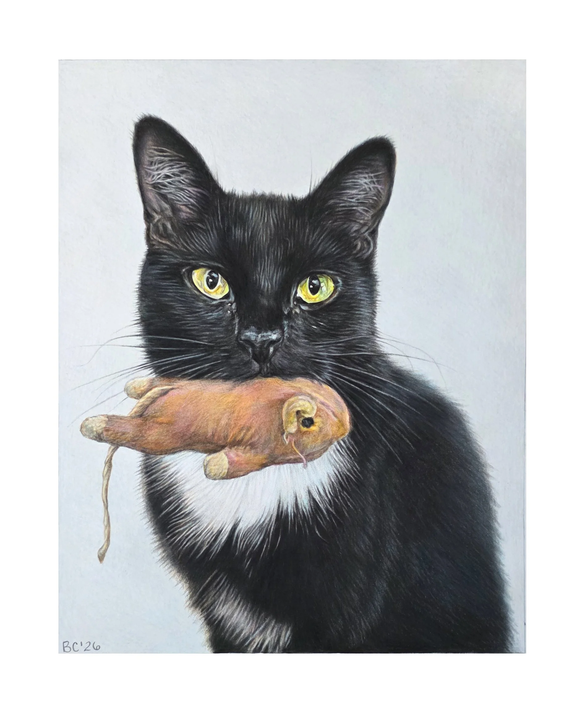 Pet Portrait 2026, 8" x 10" Colored pencil on archival paper.