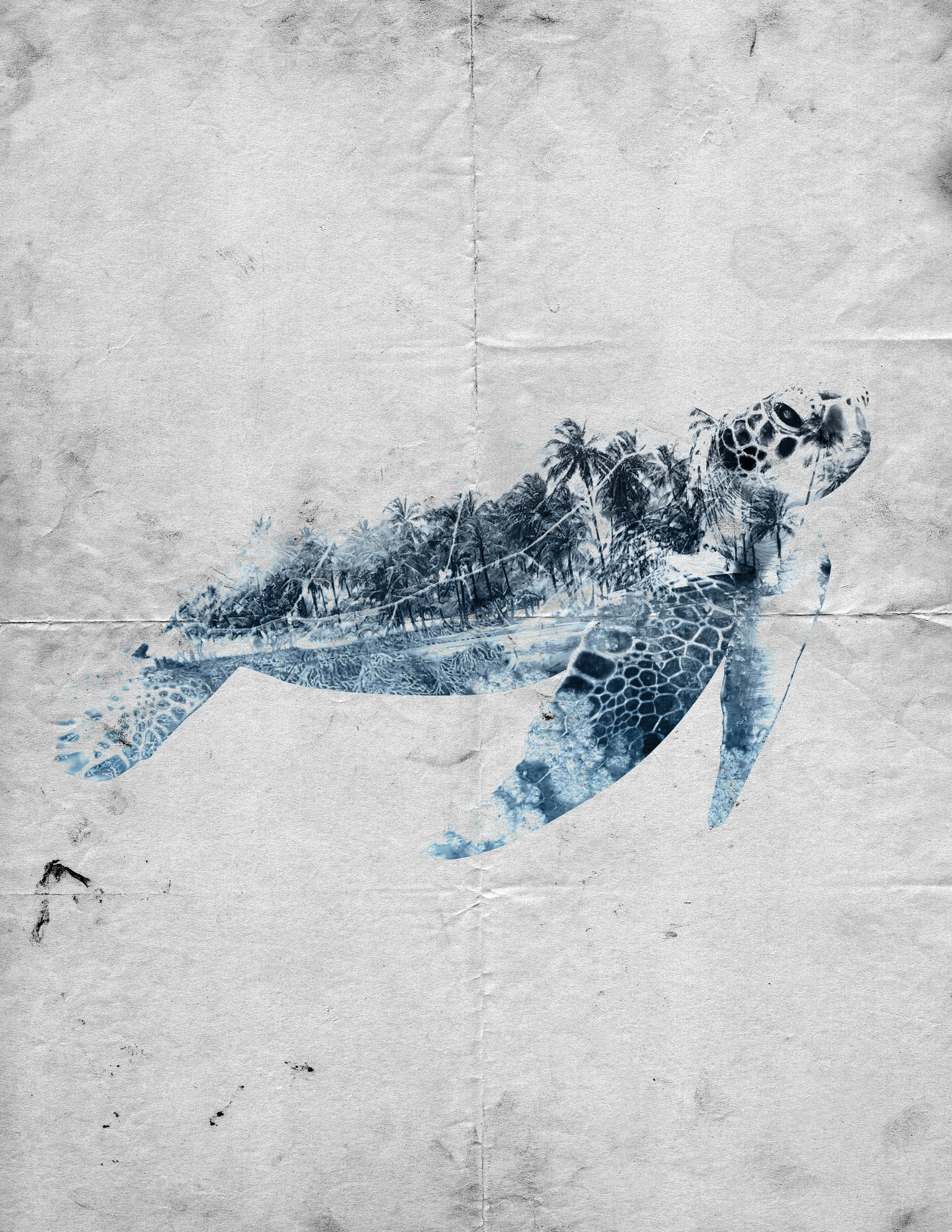 DoubleExposure-Turtle.jpg