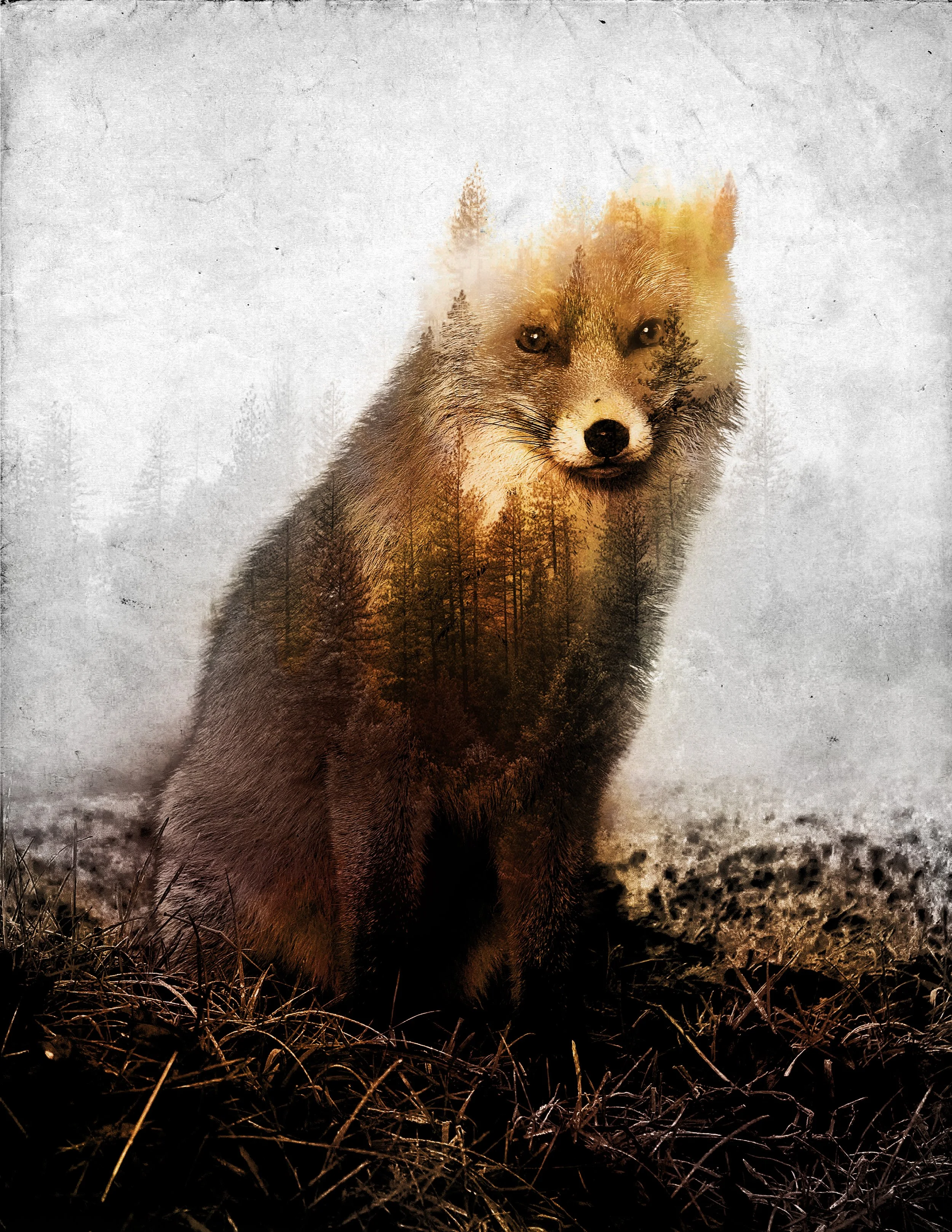 DoubleExposure-Fox.jpg