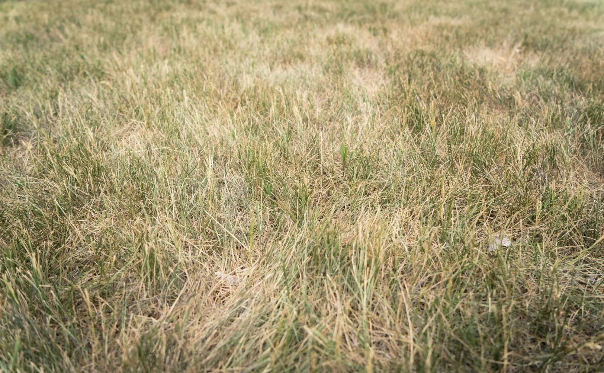August Heat Means Brown Lawns In Kentucky