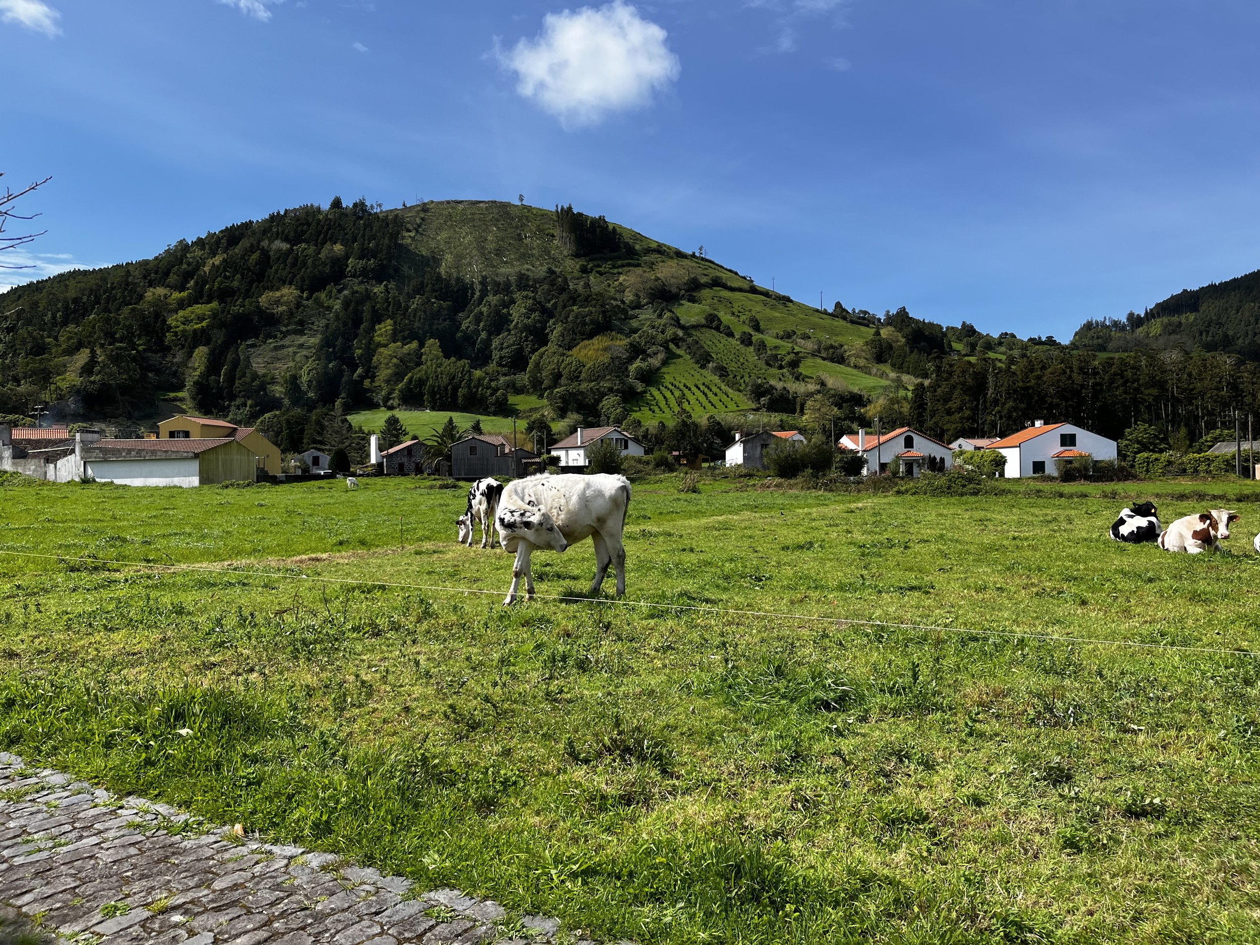 Even cows like to just sit around in the grass.