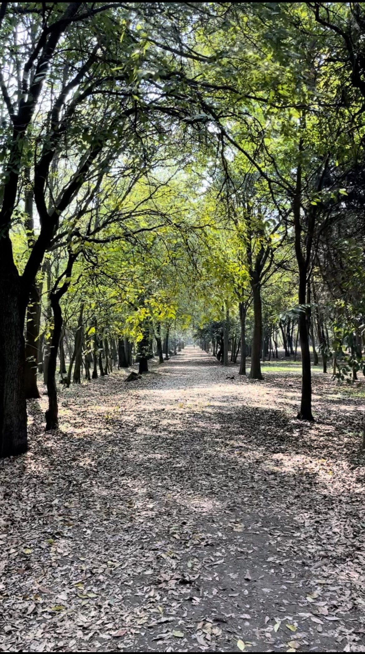 Green trees and an inviting pathway in the park.