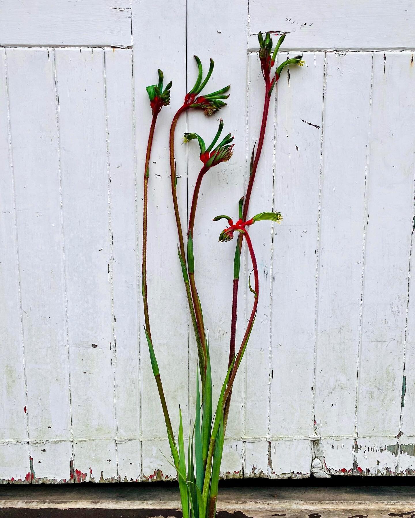 The coolest kangaroo paw from one of the best in the biz @craigioscott 
.
.
.
.
#anigozanthos #australiannativeplants #flowers #flower #nature #plantlover