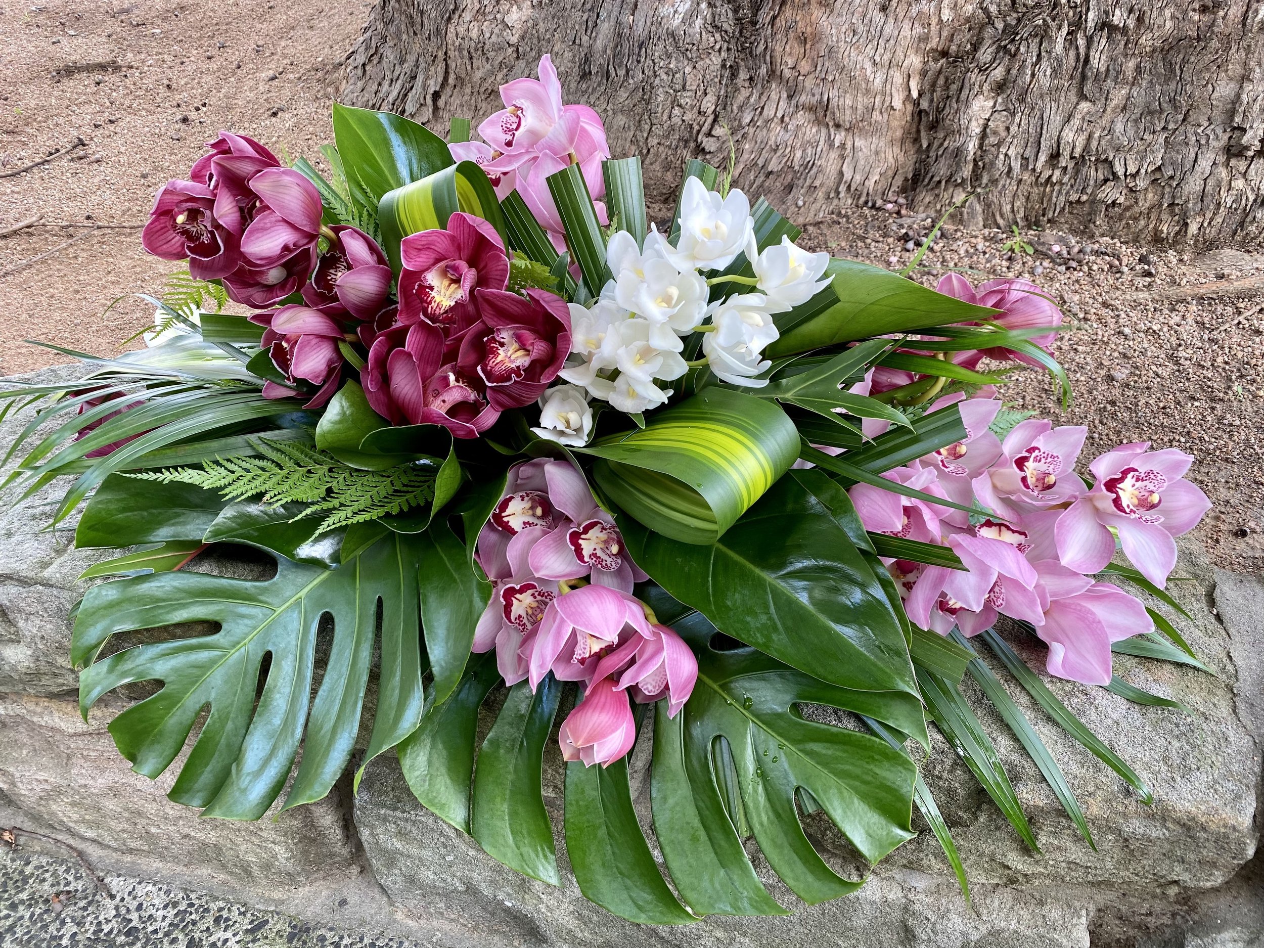 Tropical Cymbidium Orchid Only