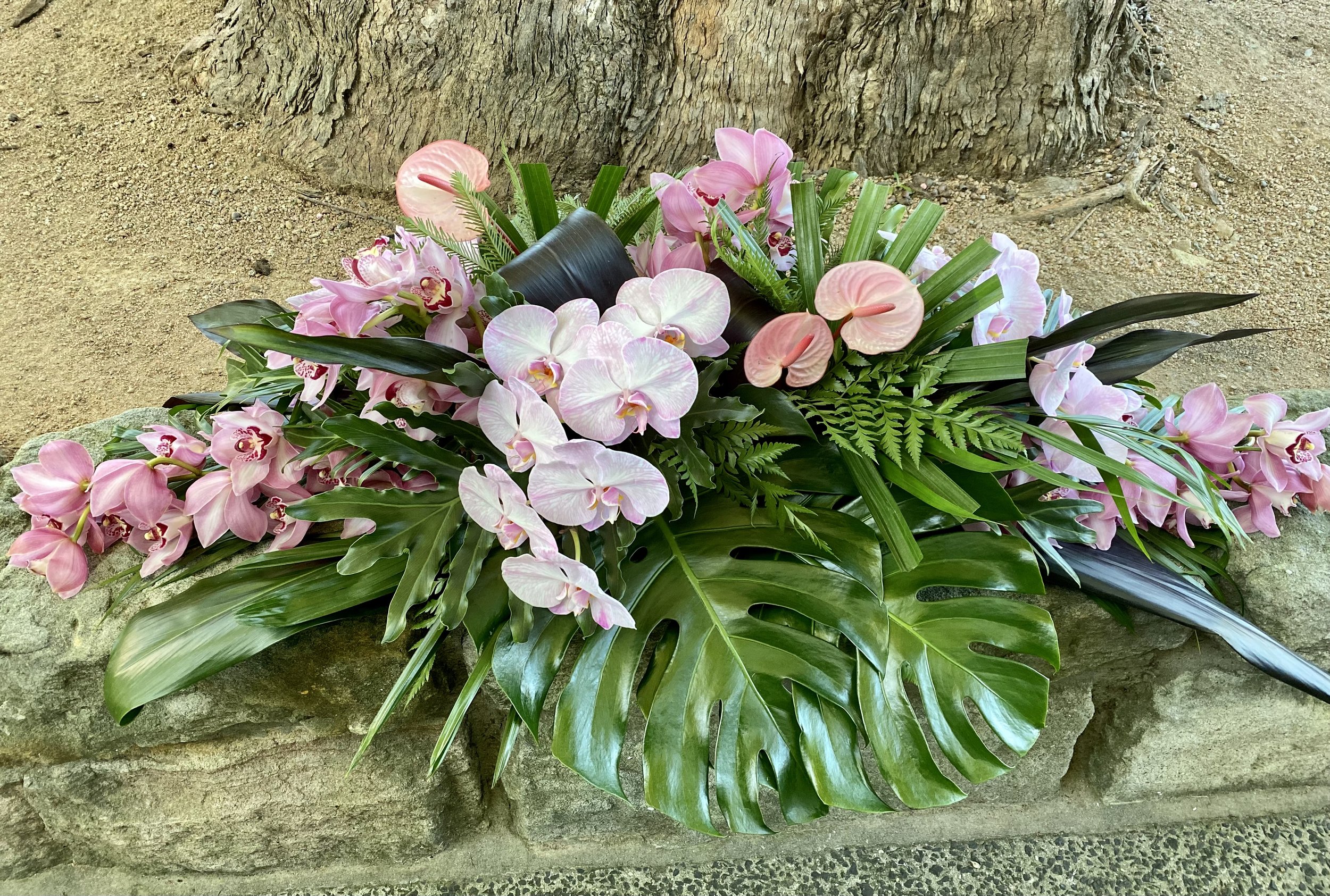 Custom Cymbidium & Phalaenopsis Orchids