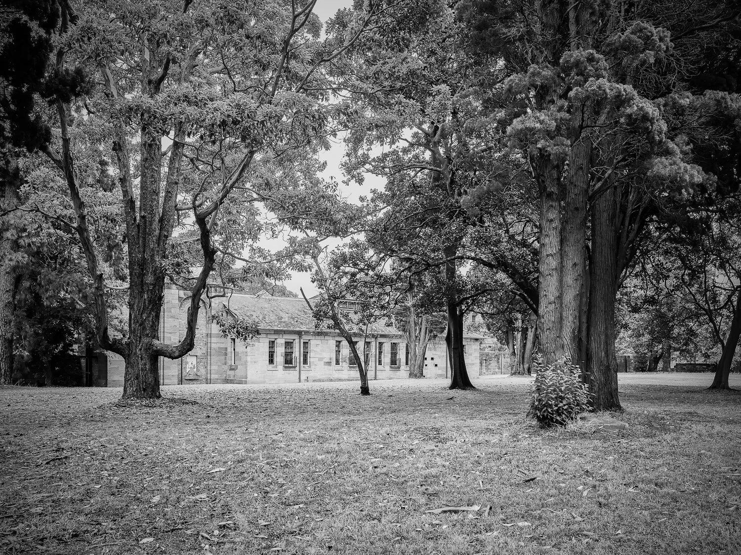 Black and white photo of a yard with several large trees and a stone building in the background.