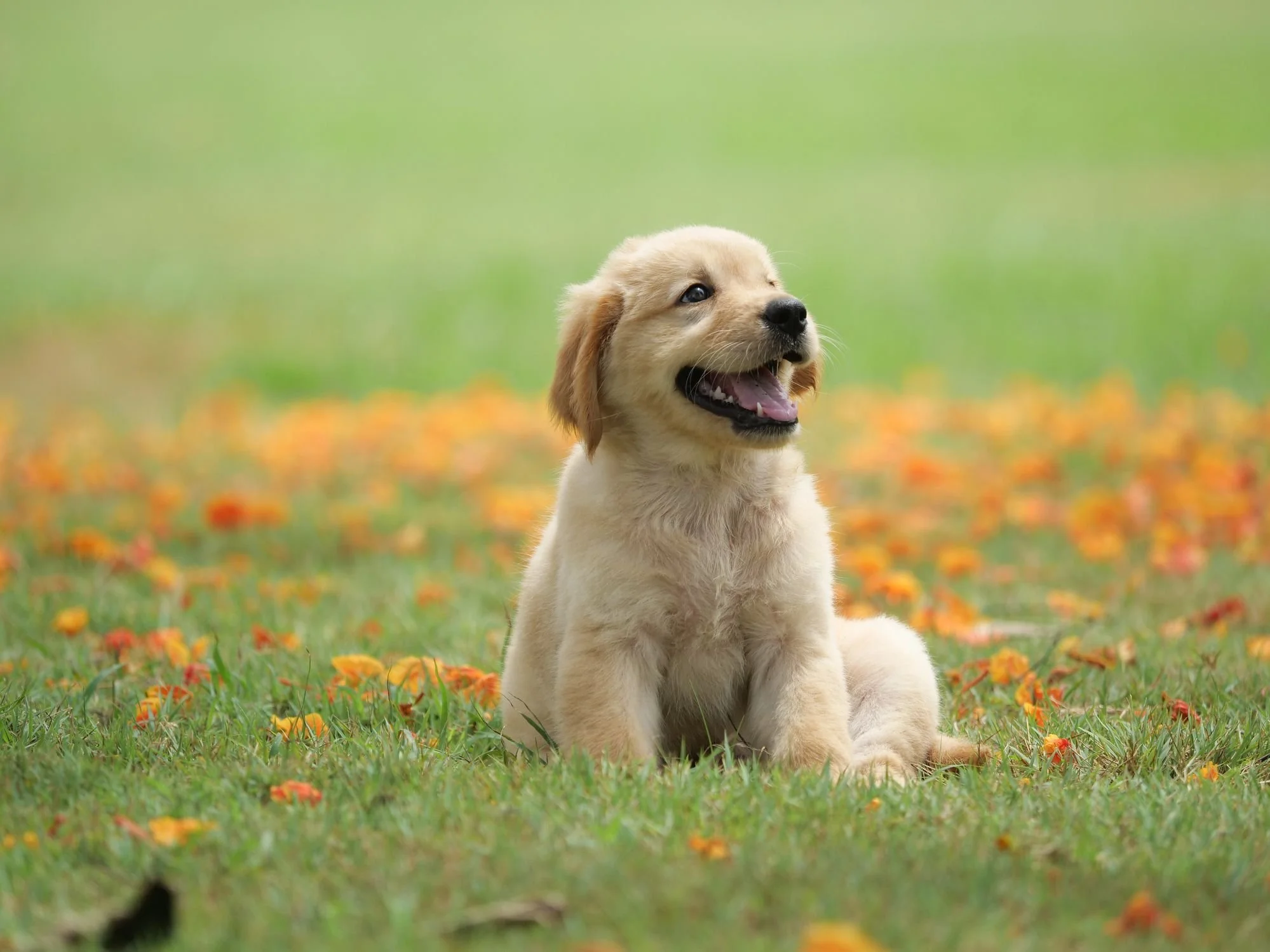 dog-puppy-on-garden-royalty-free-image-1586966191.jpeg