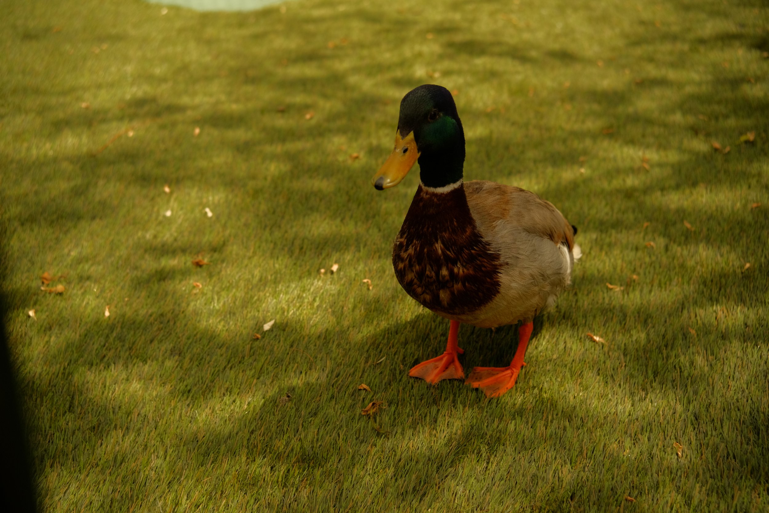 DSCF0875.JPG