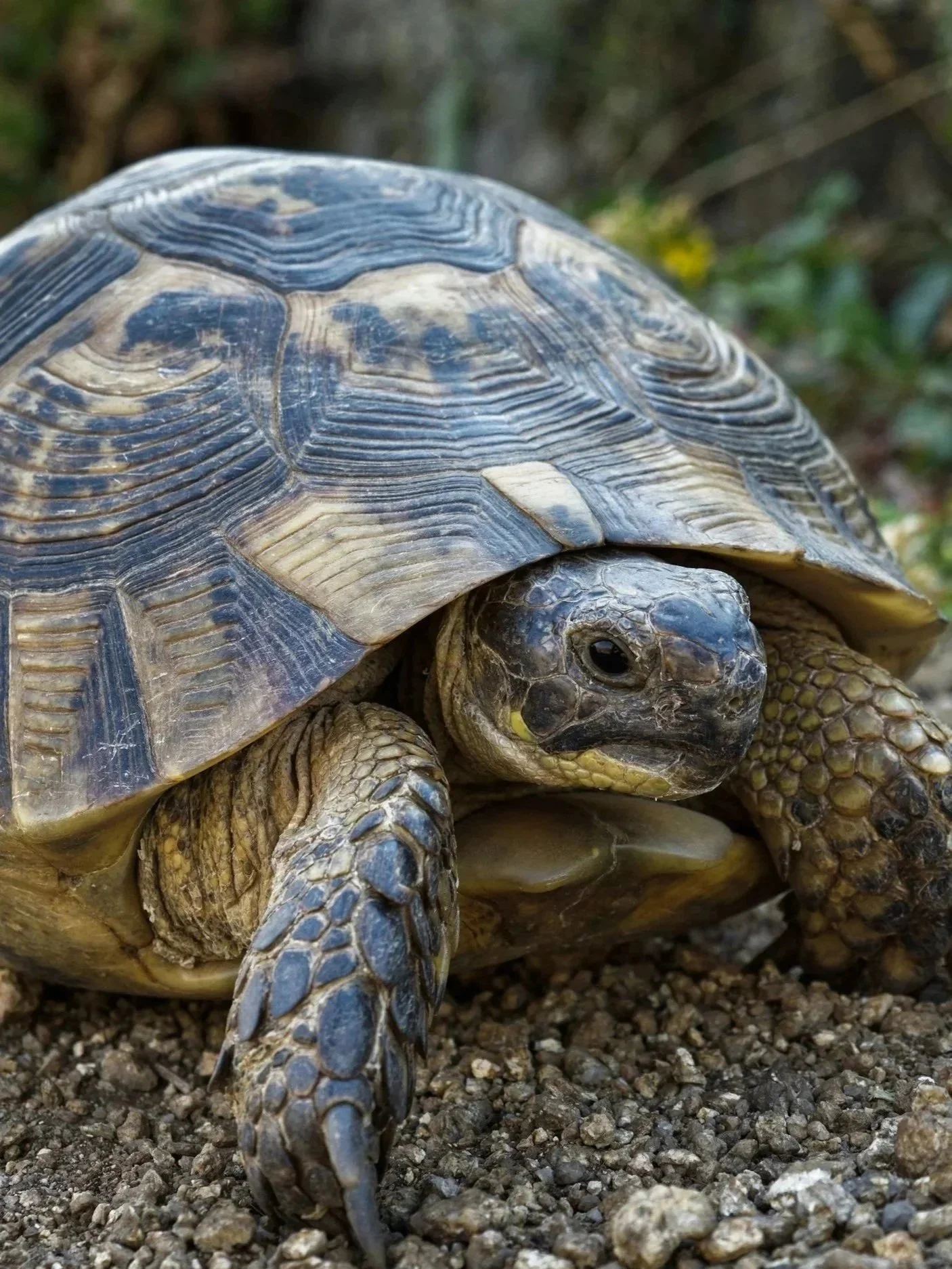 Griechische Landschildkröte auf  Boden - Tierarztpraxis für Reptilien Sonnenallee Berlin Neukölln
